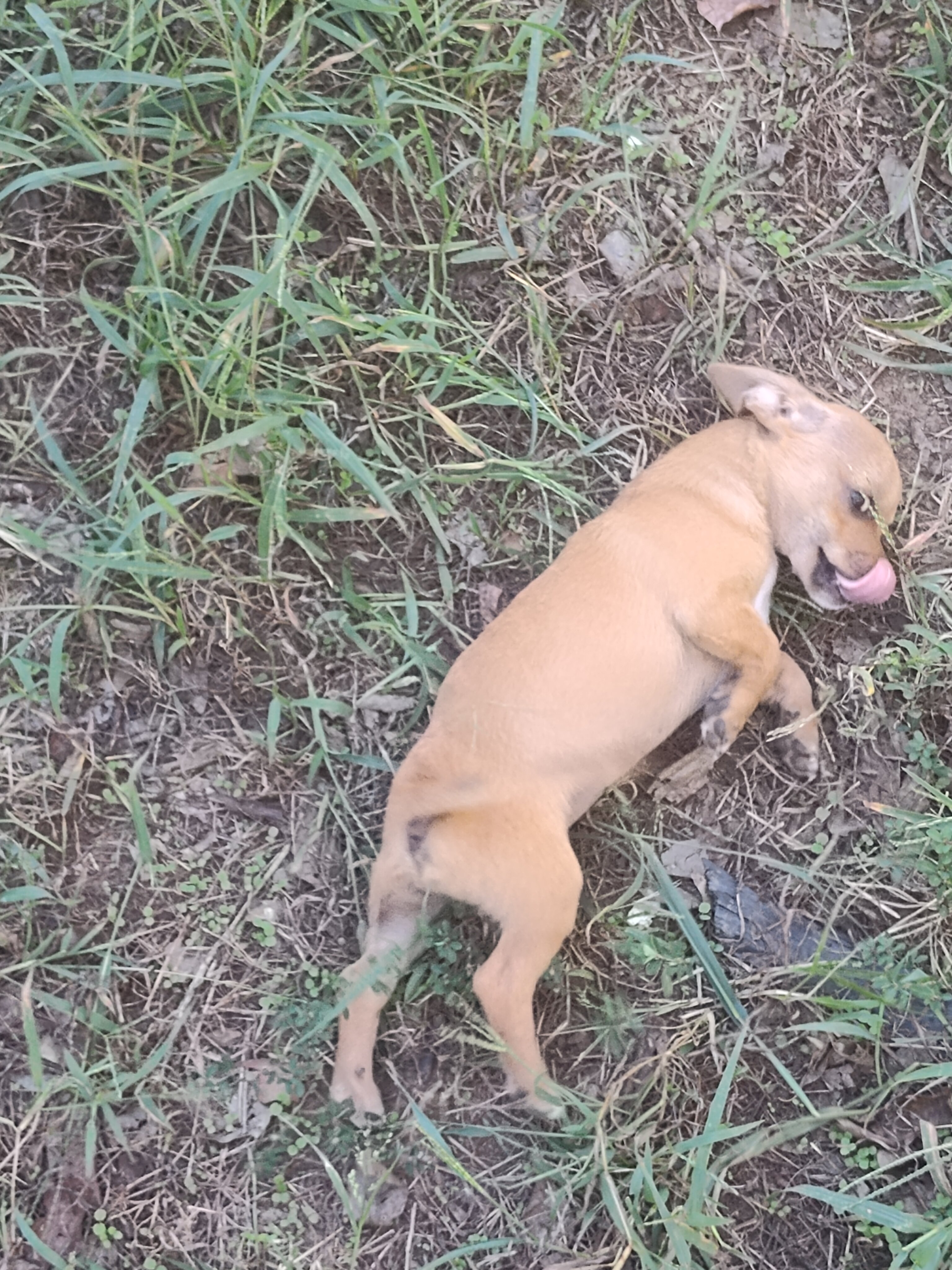 Sandie - NE Oklahoma - Female image 2