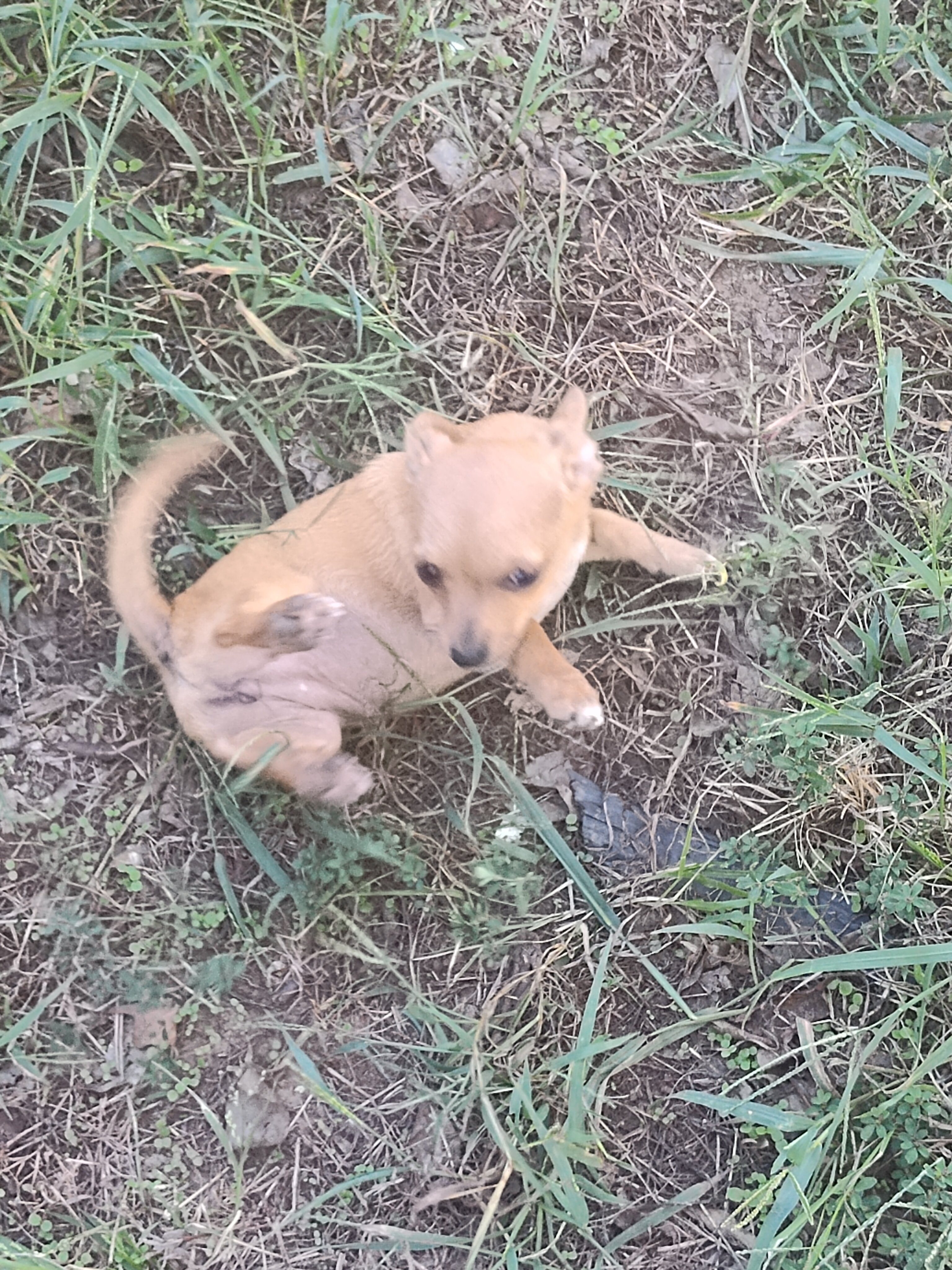 Sandie - NE Oklahoma - Female image 1
