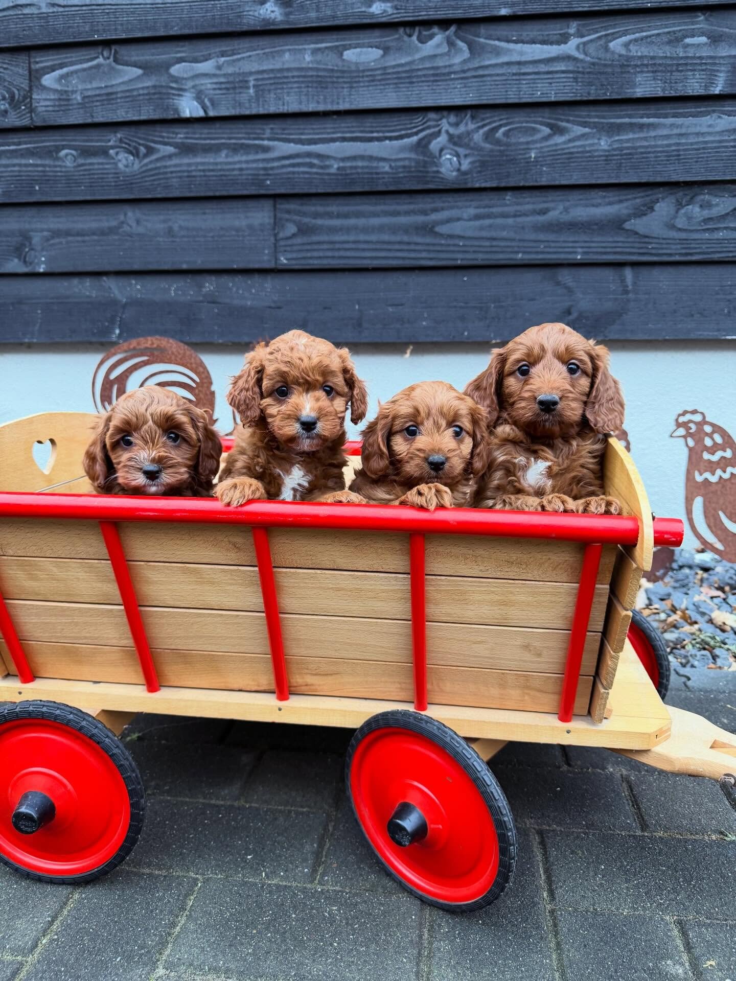 Beautiful Cavapoo pups ready for new homes image 1