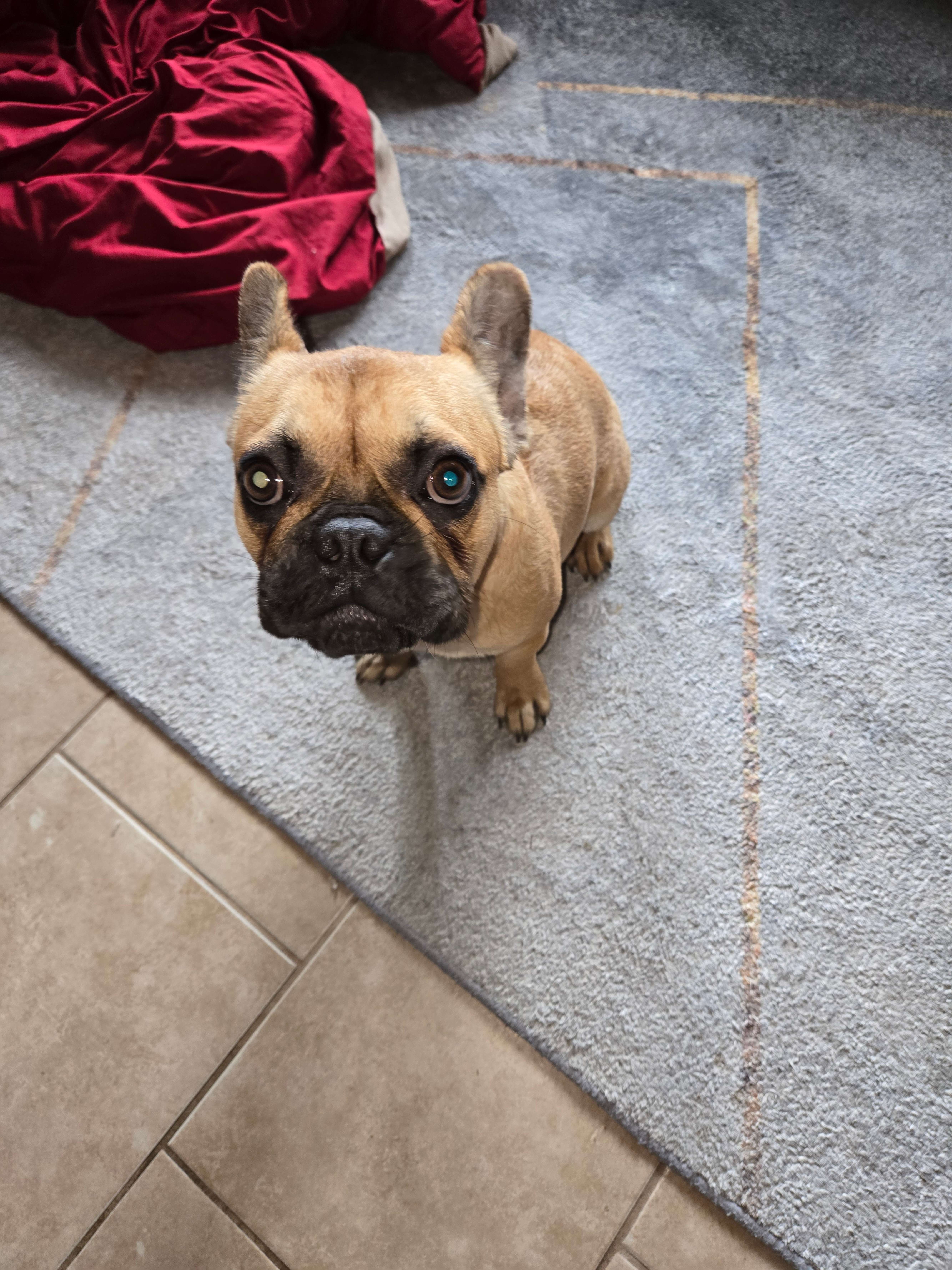 Female Frenchie - rehome image 1