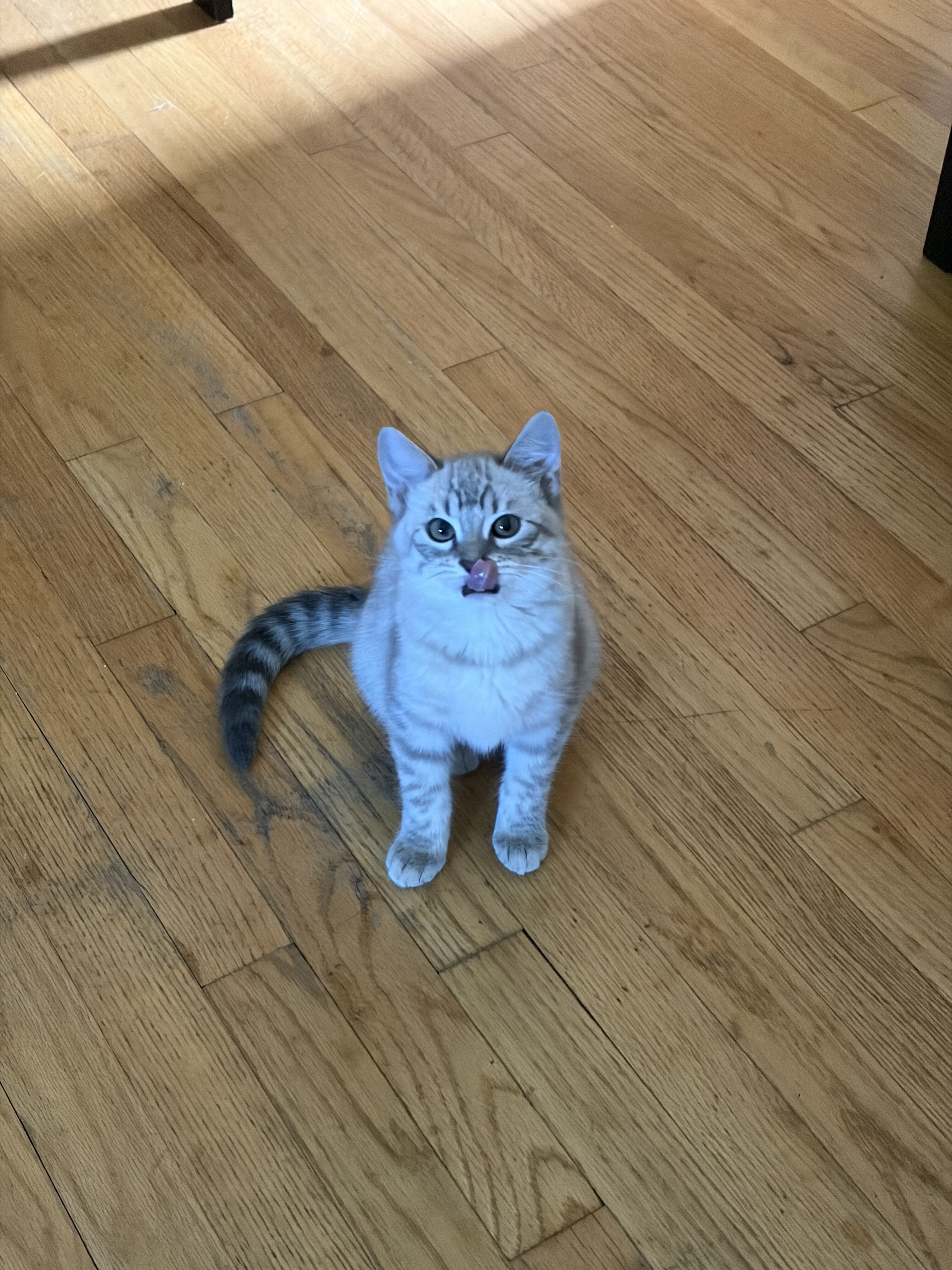Ragdoll/Bengal Mix image 6