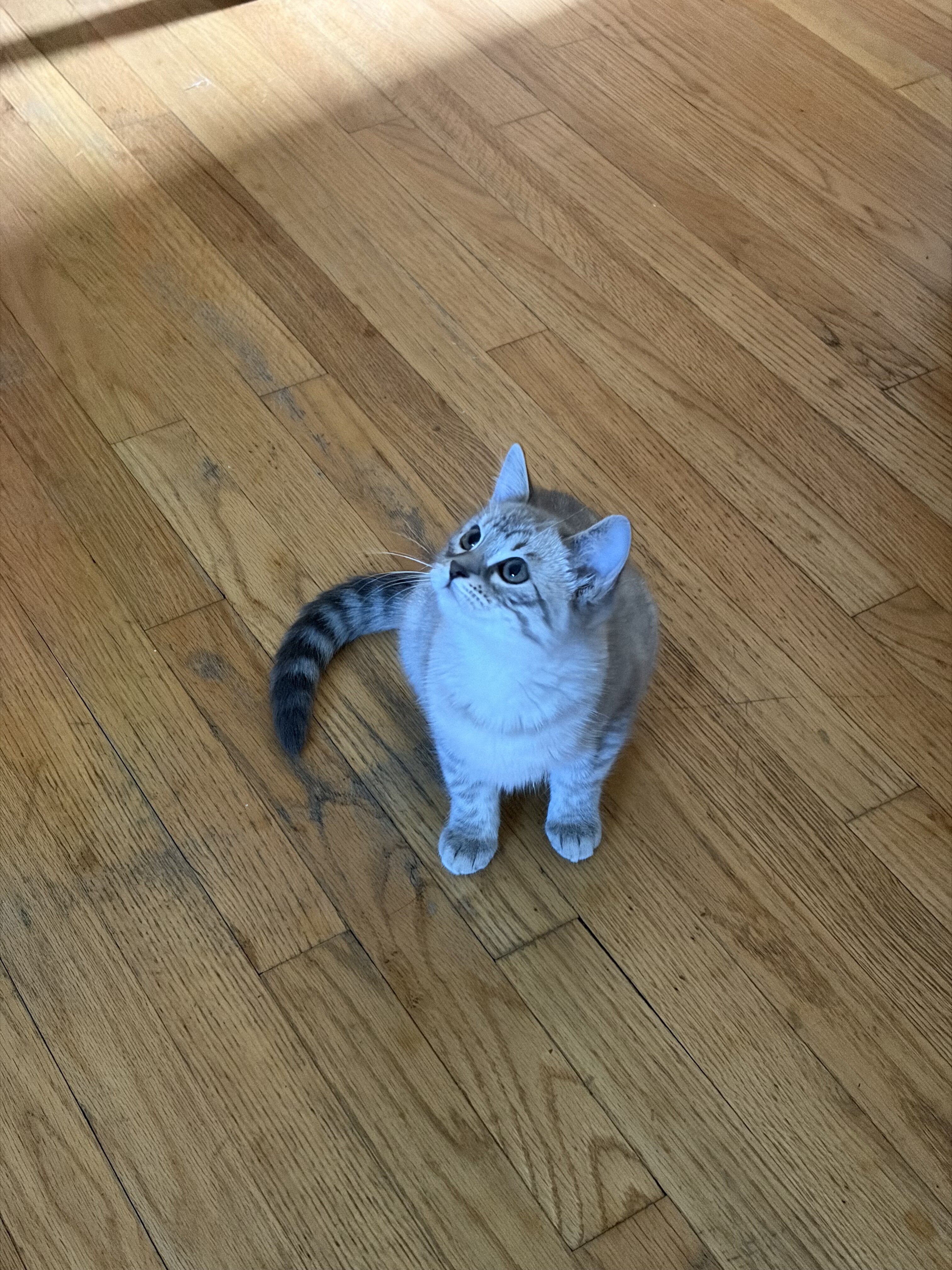 Ragdoll/Bengal Mix image 5