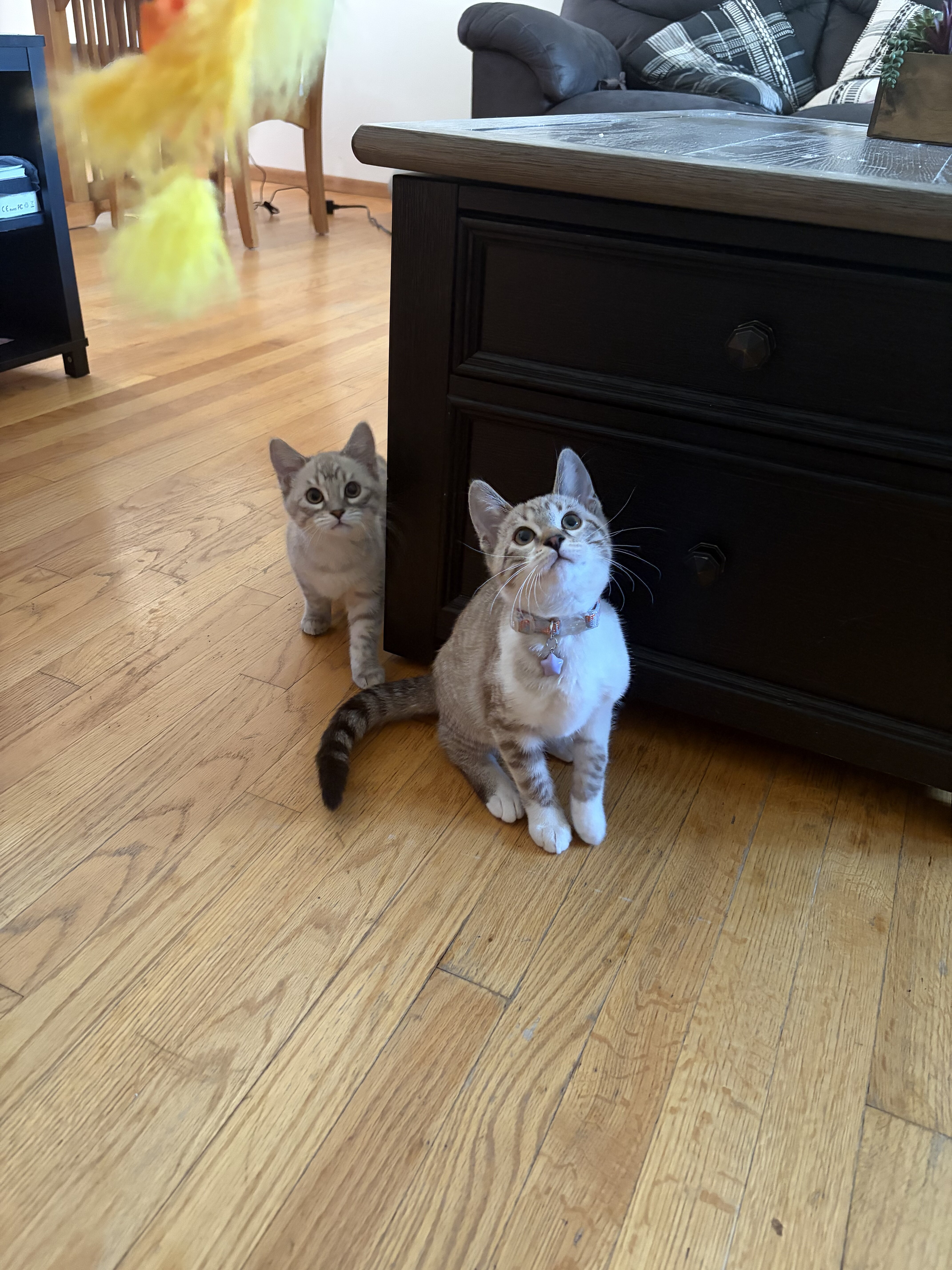 Ragdoll/Bengal Mix image 1
