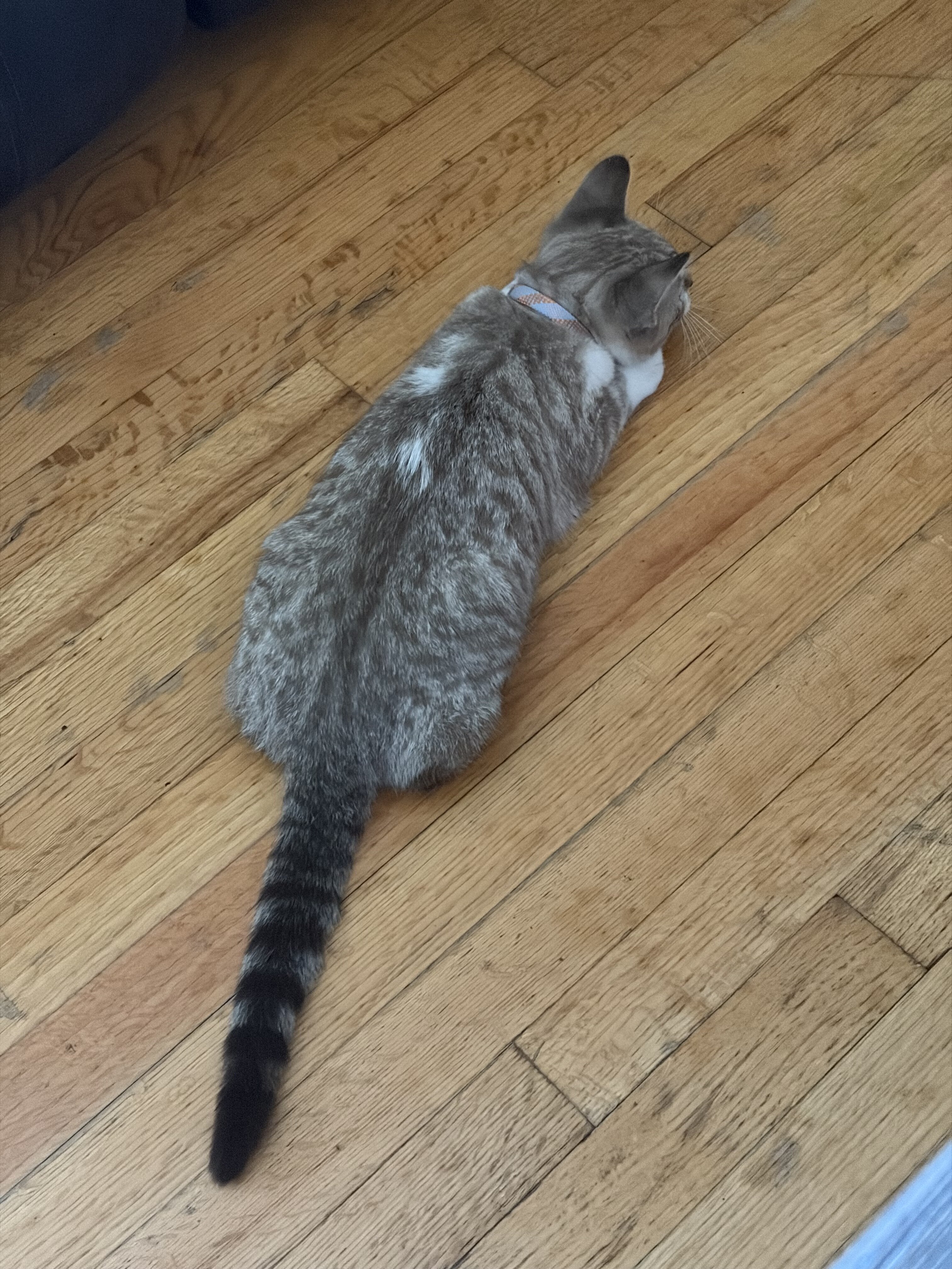 Ragdoll/Bengal Mix image 4