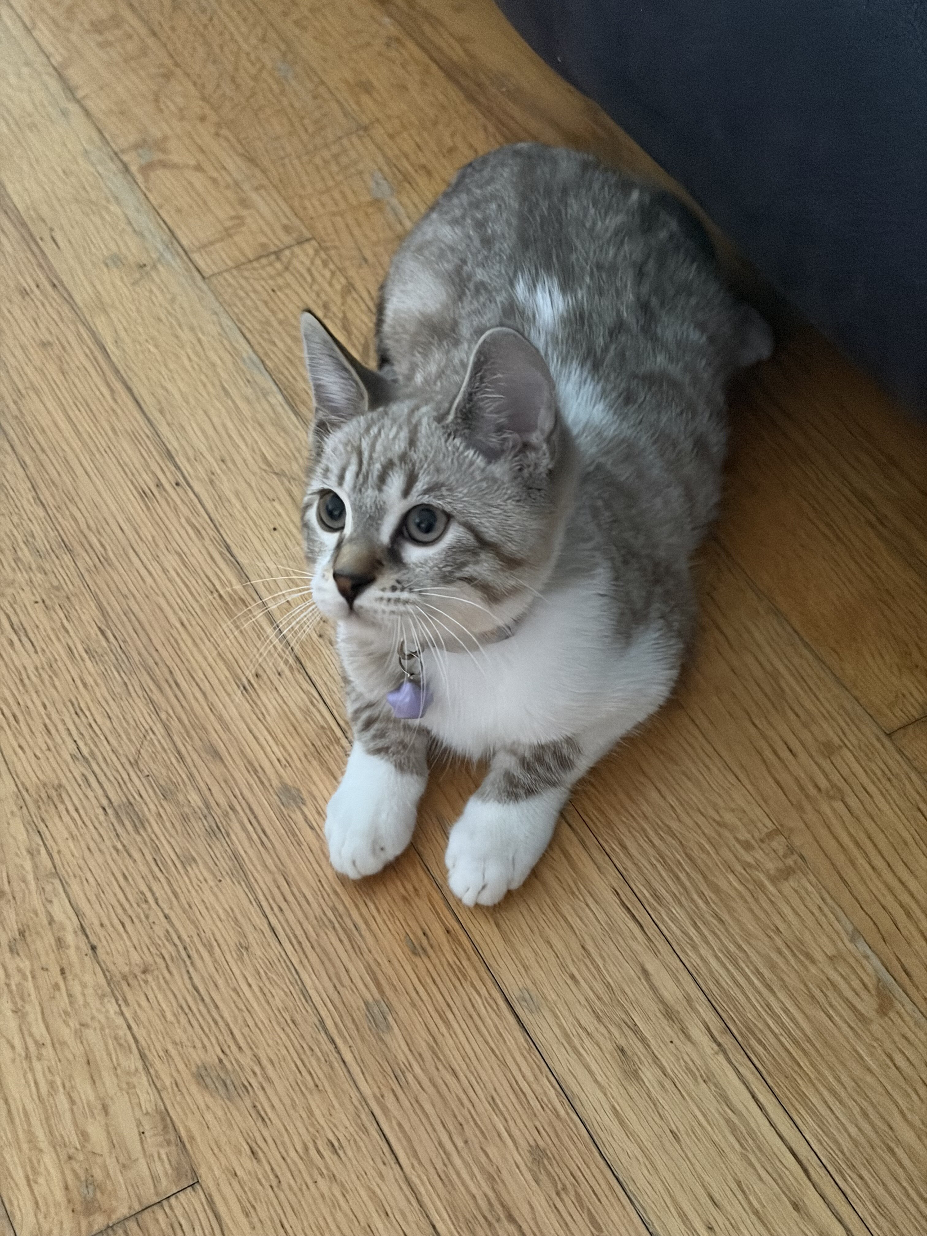 Ragdoll/Bengal Mix image 3