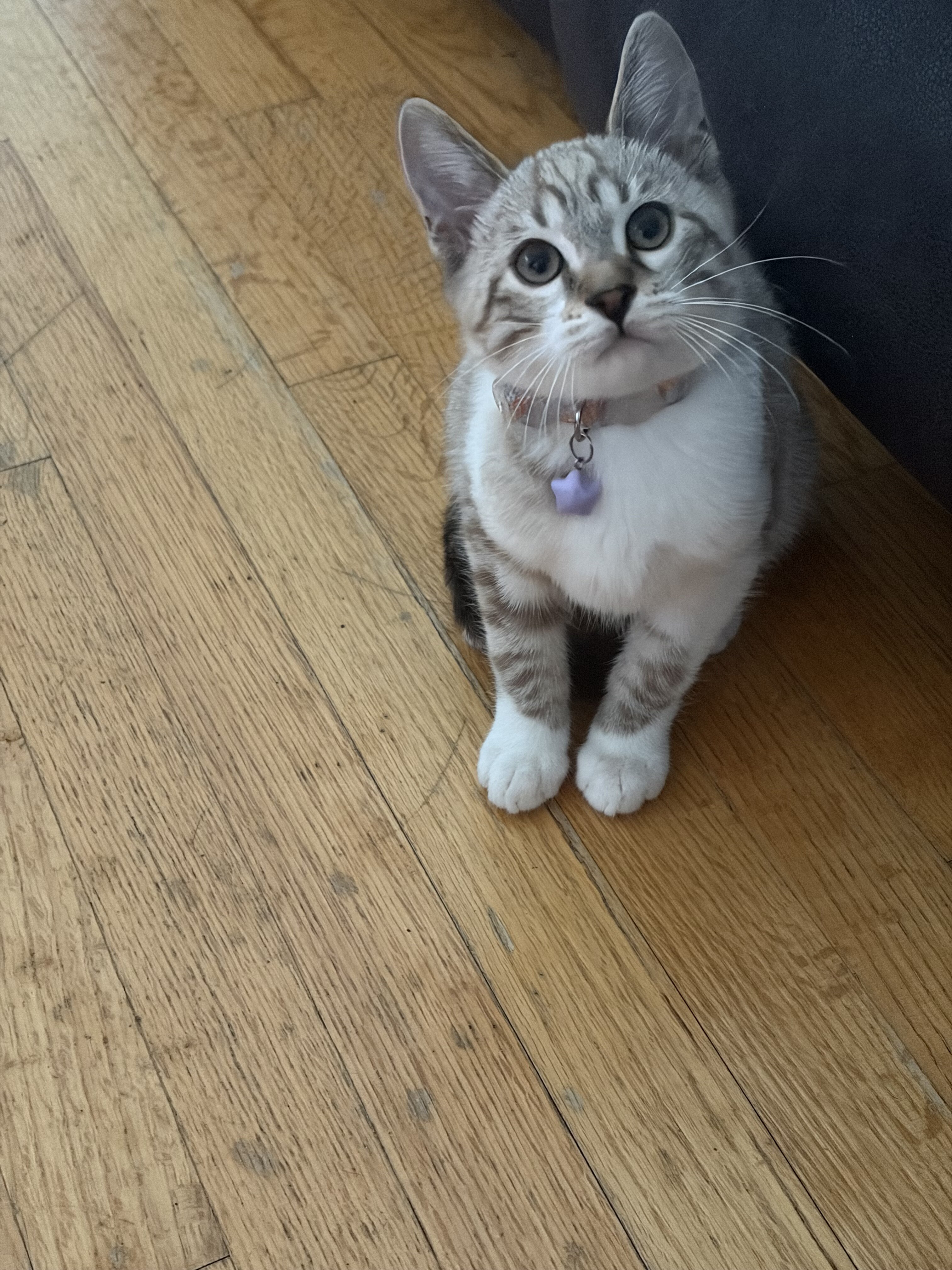 Ragdoll/Bengal Mix image 2
