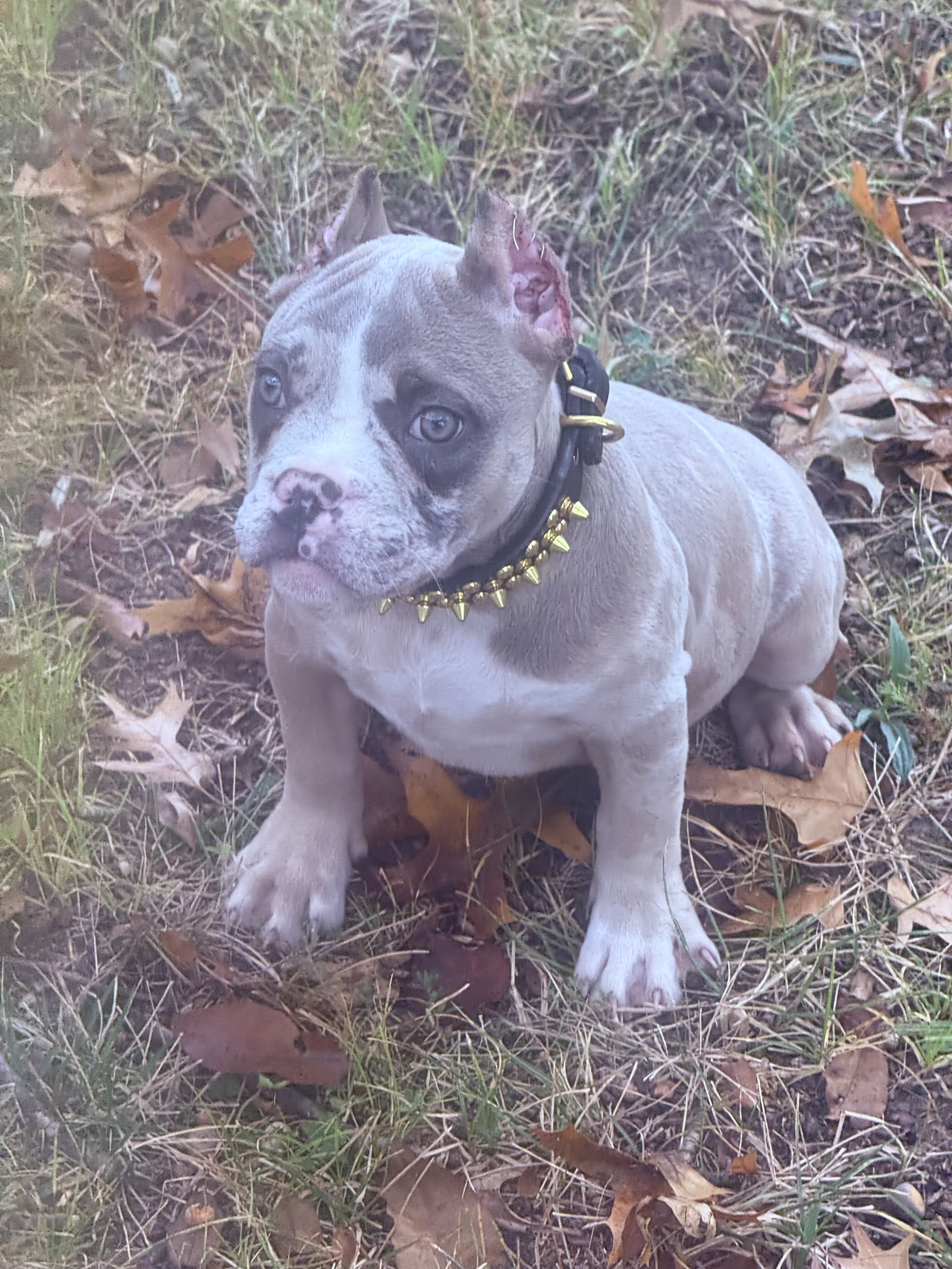 12 Week Old Female Puppy image 5