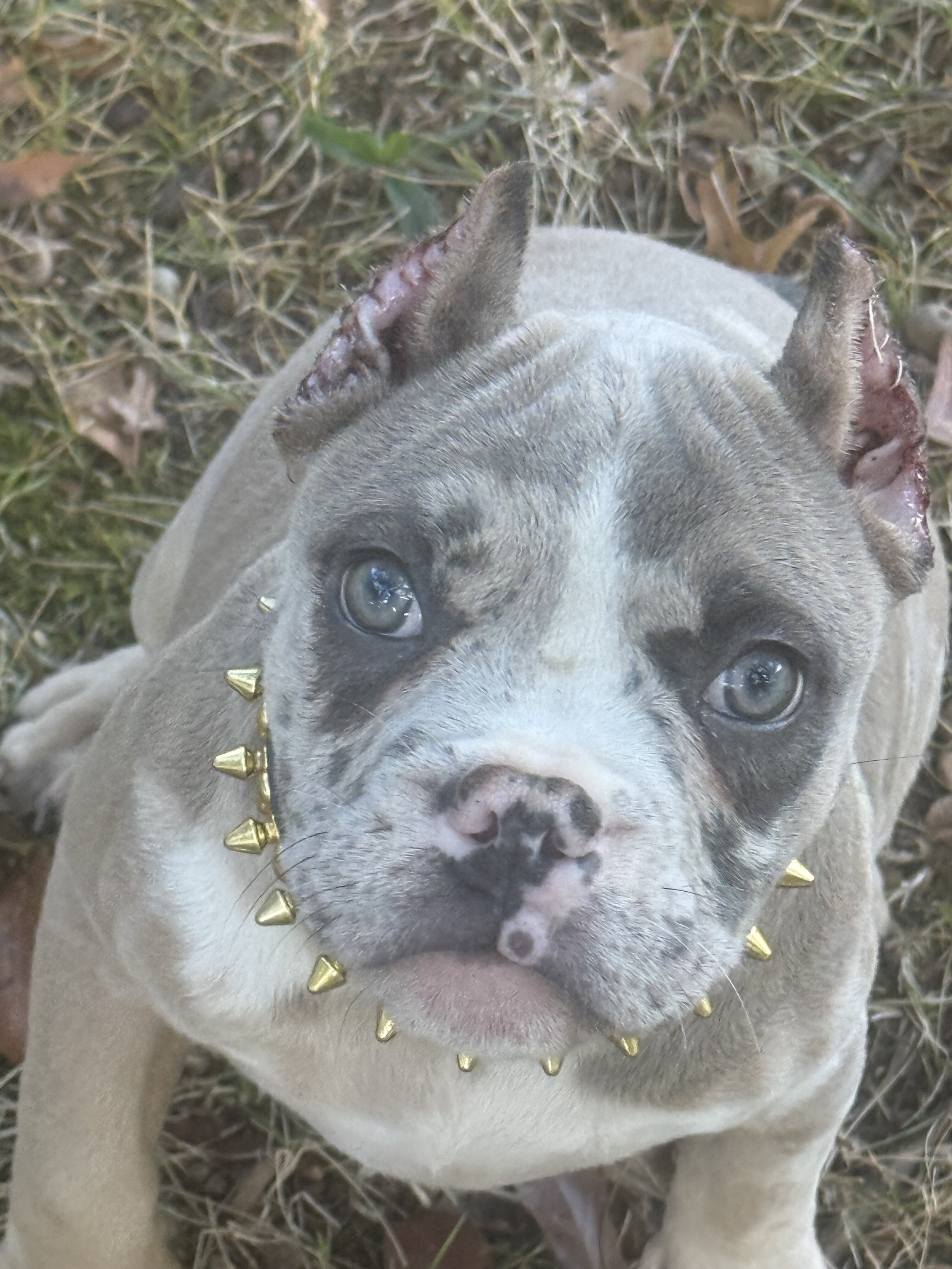 12 Week Old Female Puppy image 2