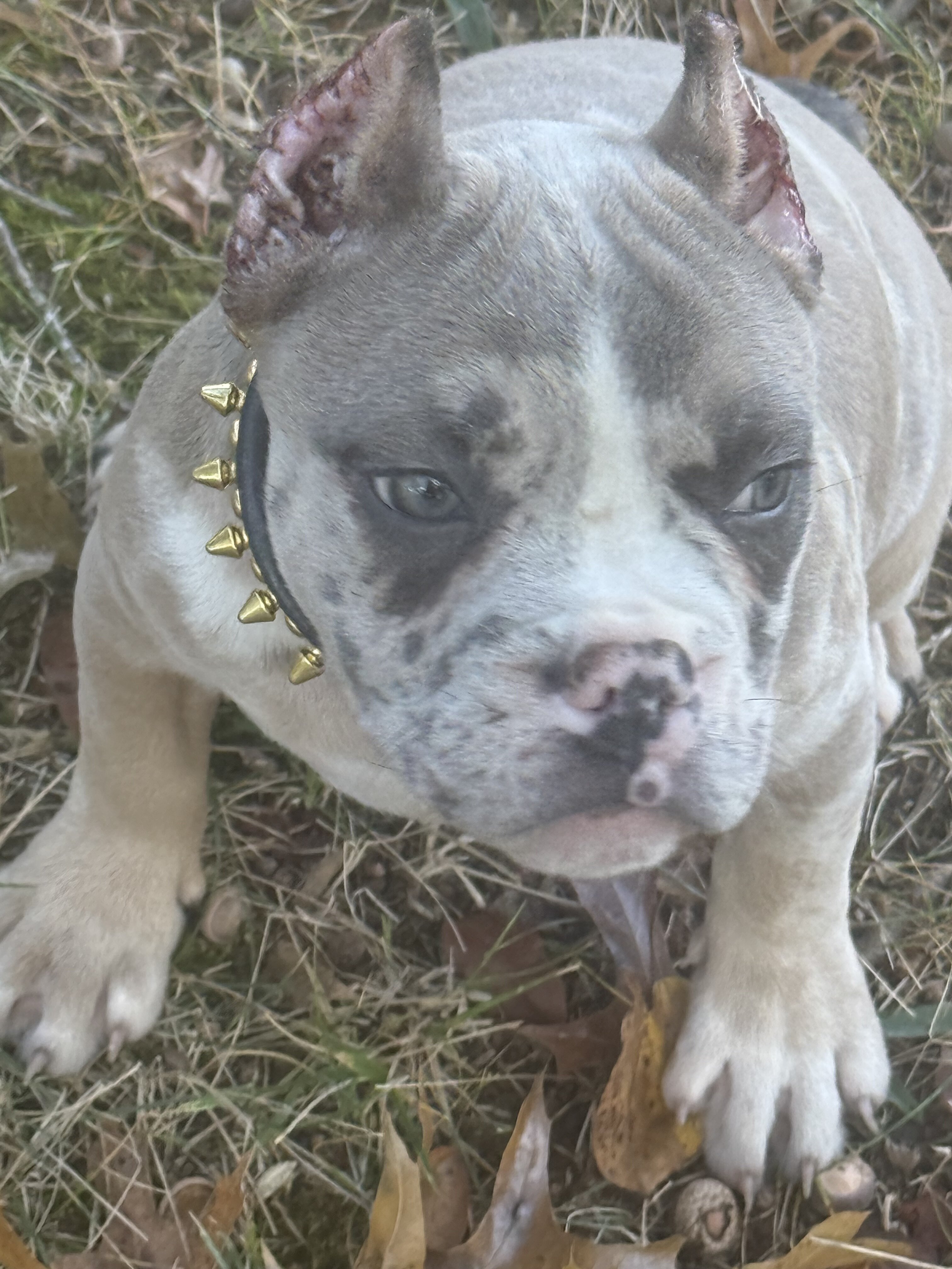 12 Week Old Female Puppy image 3