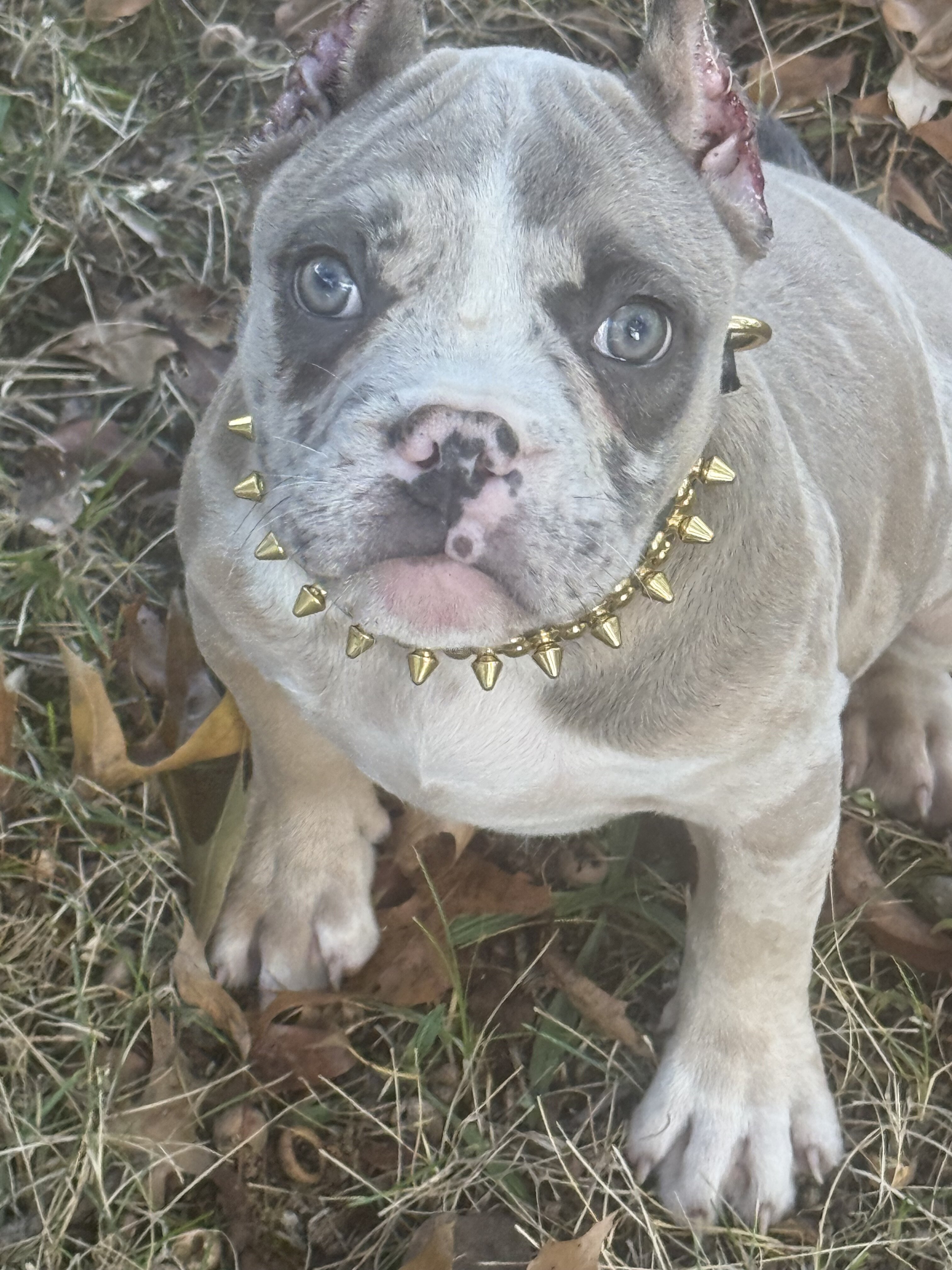 12 Week Old Female Puppy image 4