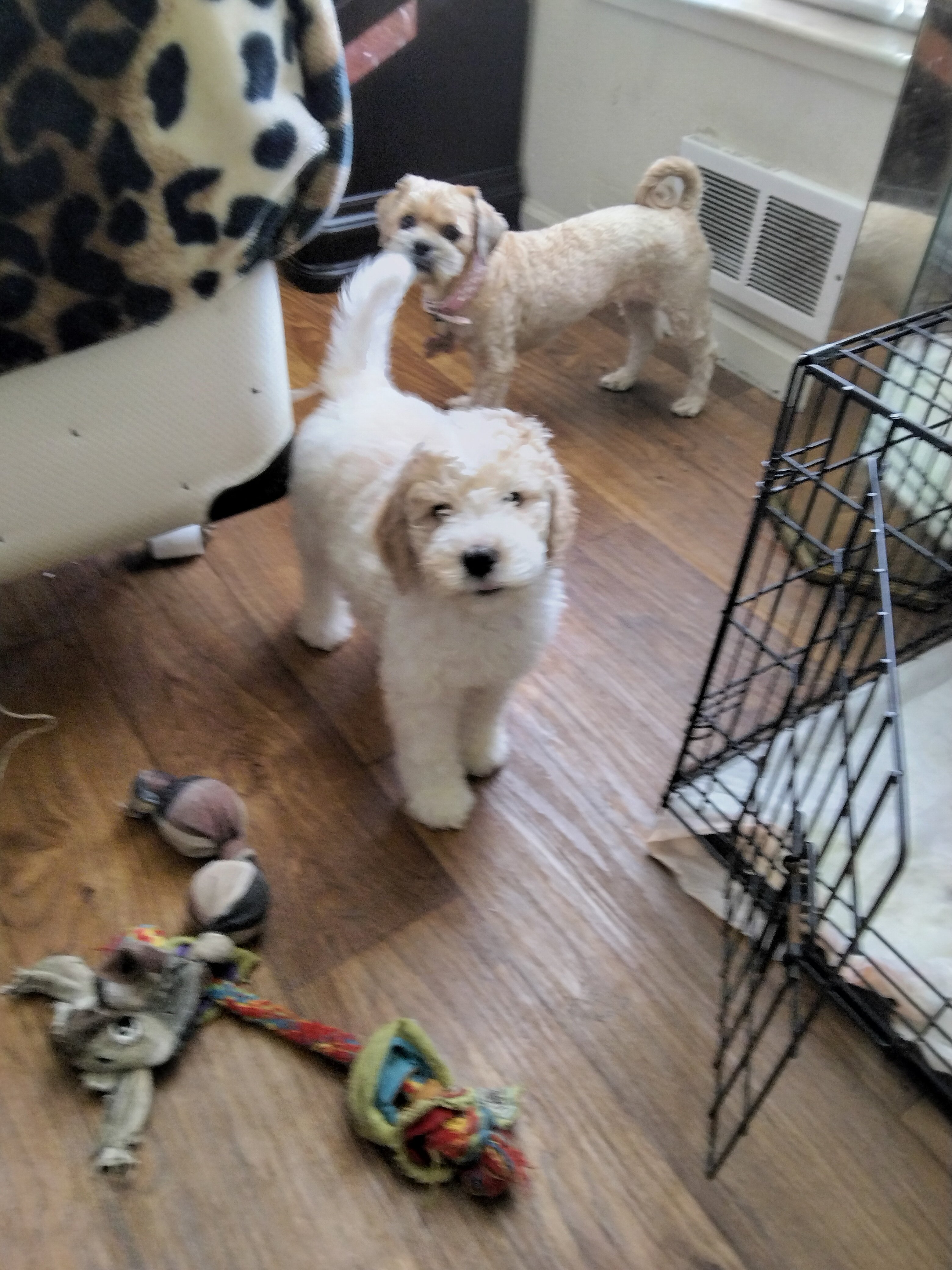 Golden Doodle image 4