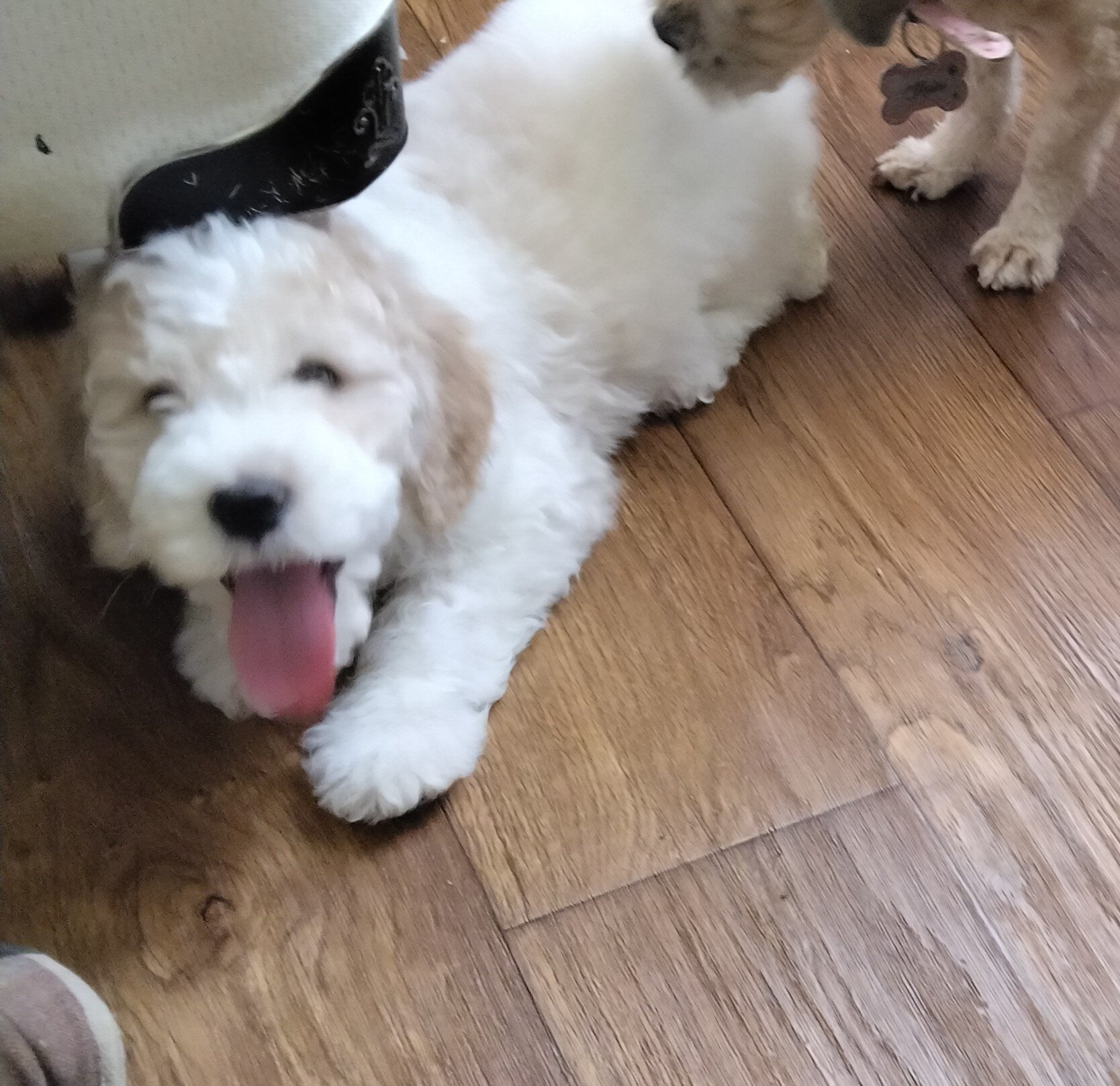 Golden Doodle image 3