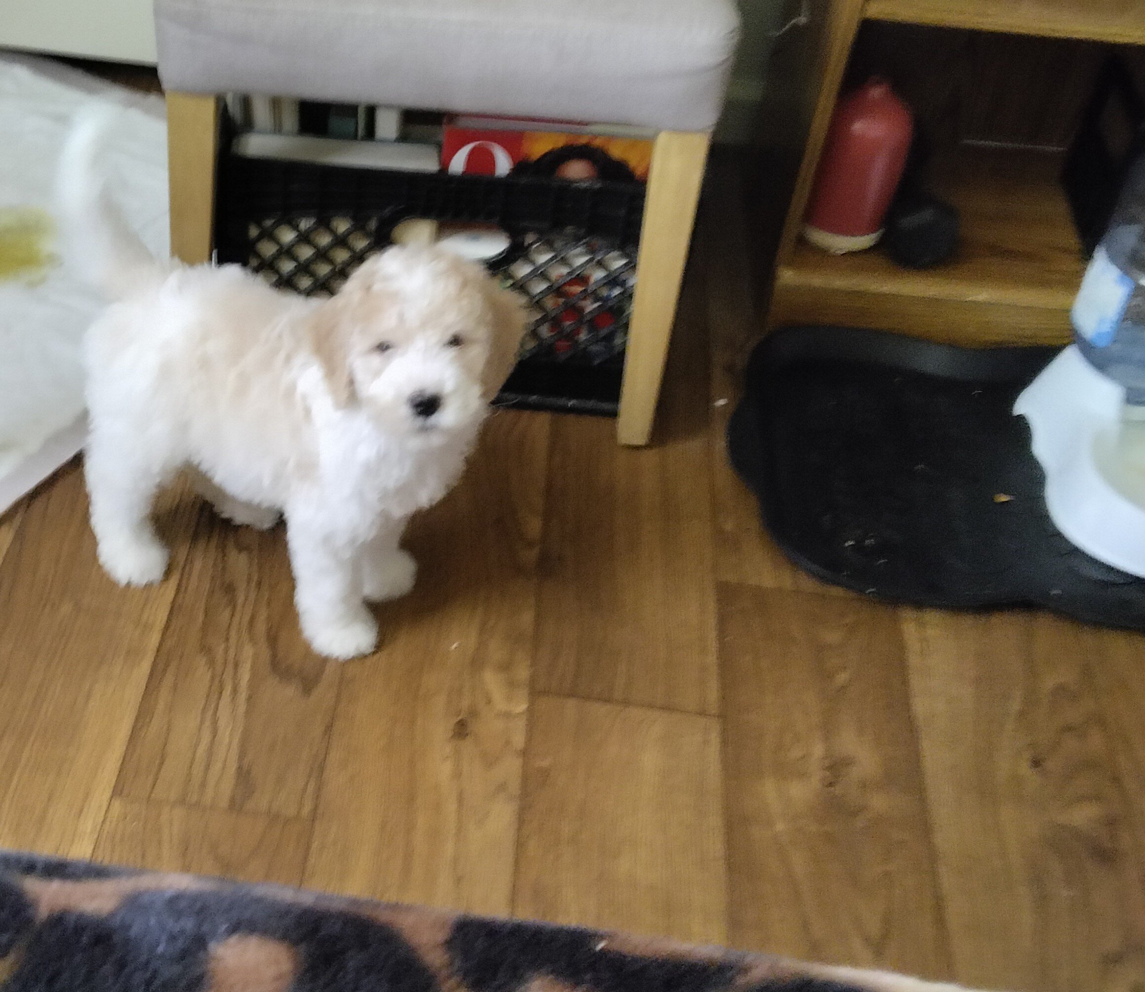 Golden Doodle image 2