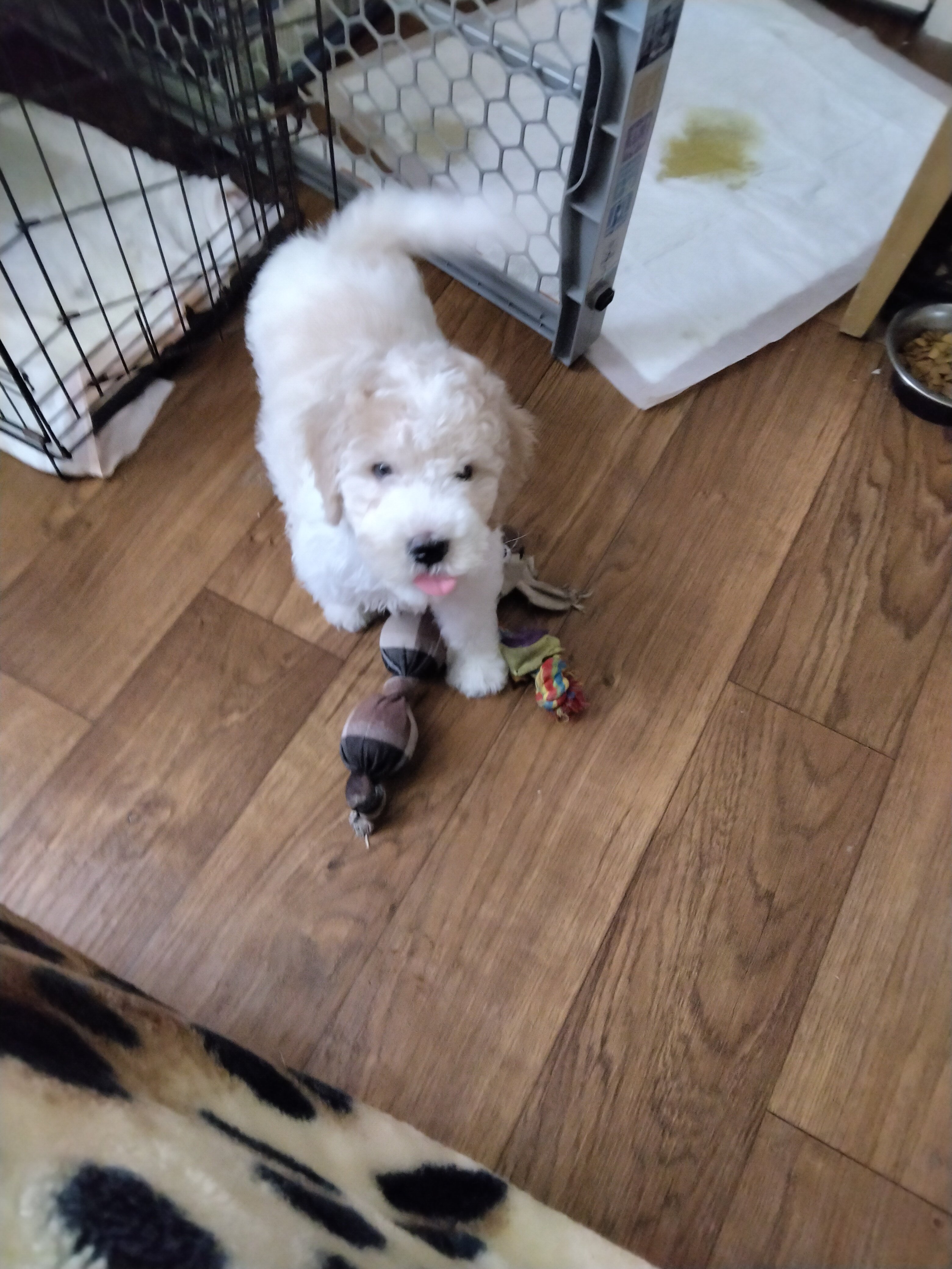 Golden Doodle image 1