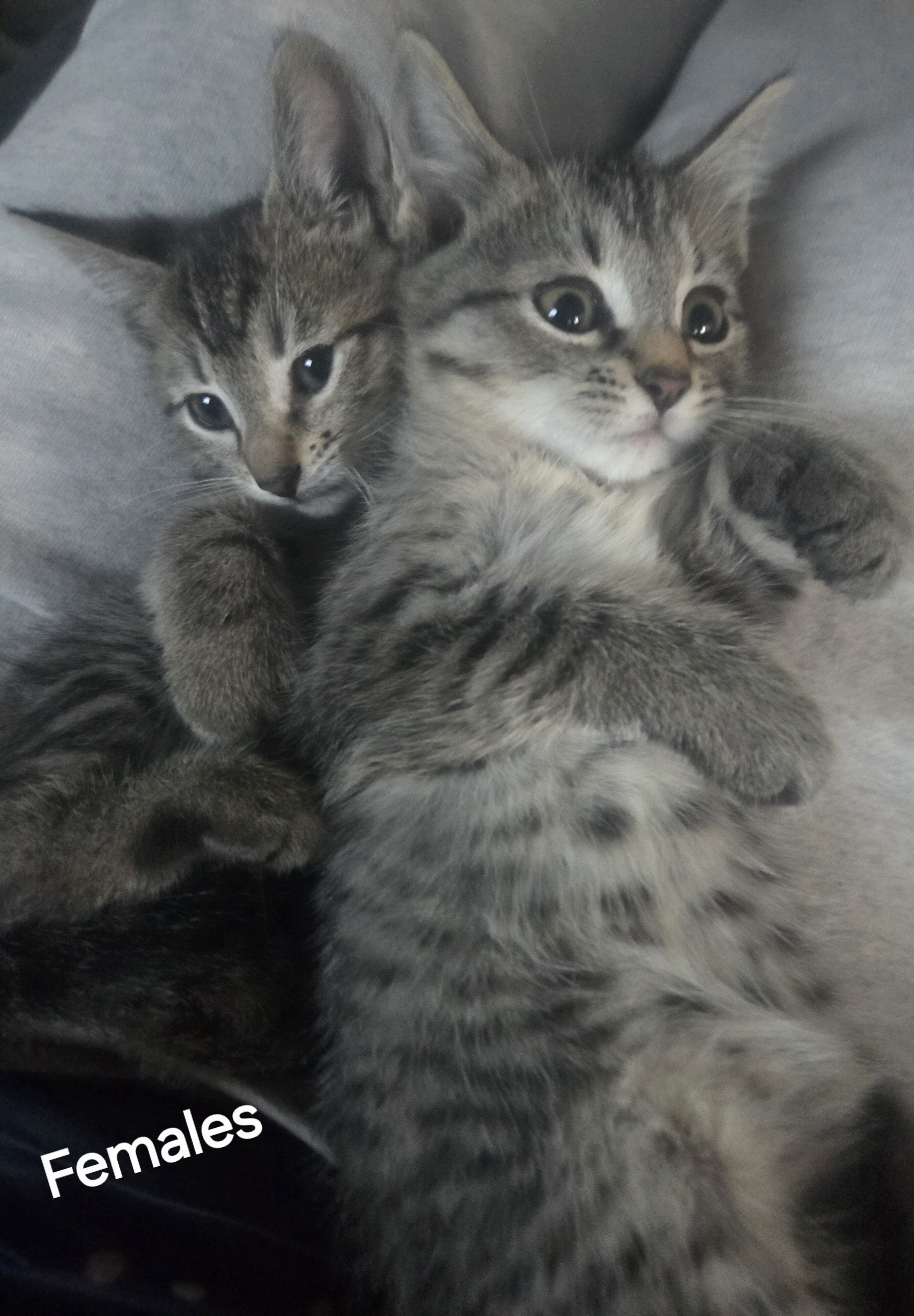 Tabby tiger kittens image 2