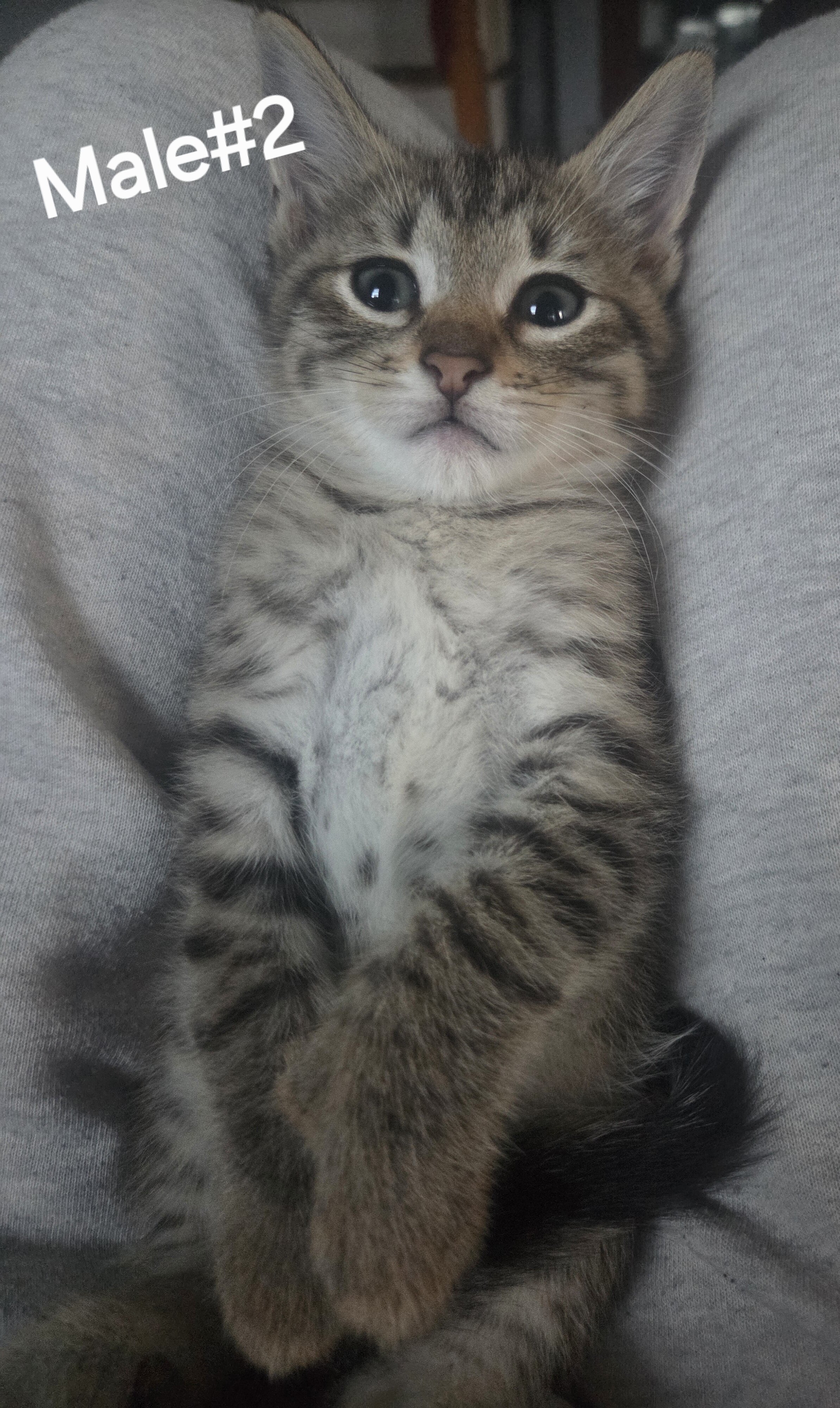 Tabby tiger kittens image 1
