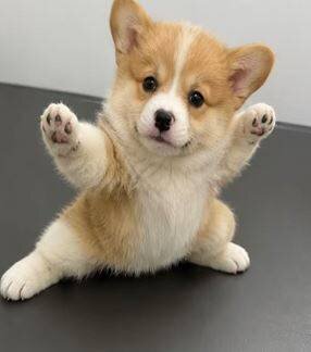 Pembroke Welsh Corgi AKC Puppies Ready image 2