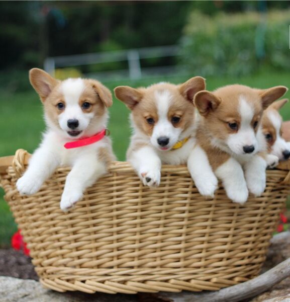 Pembroke Welsh Corgi AKC Puppies Ready image 1