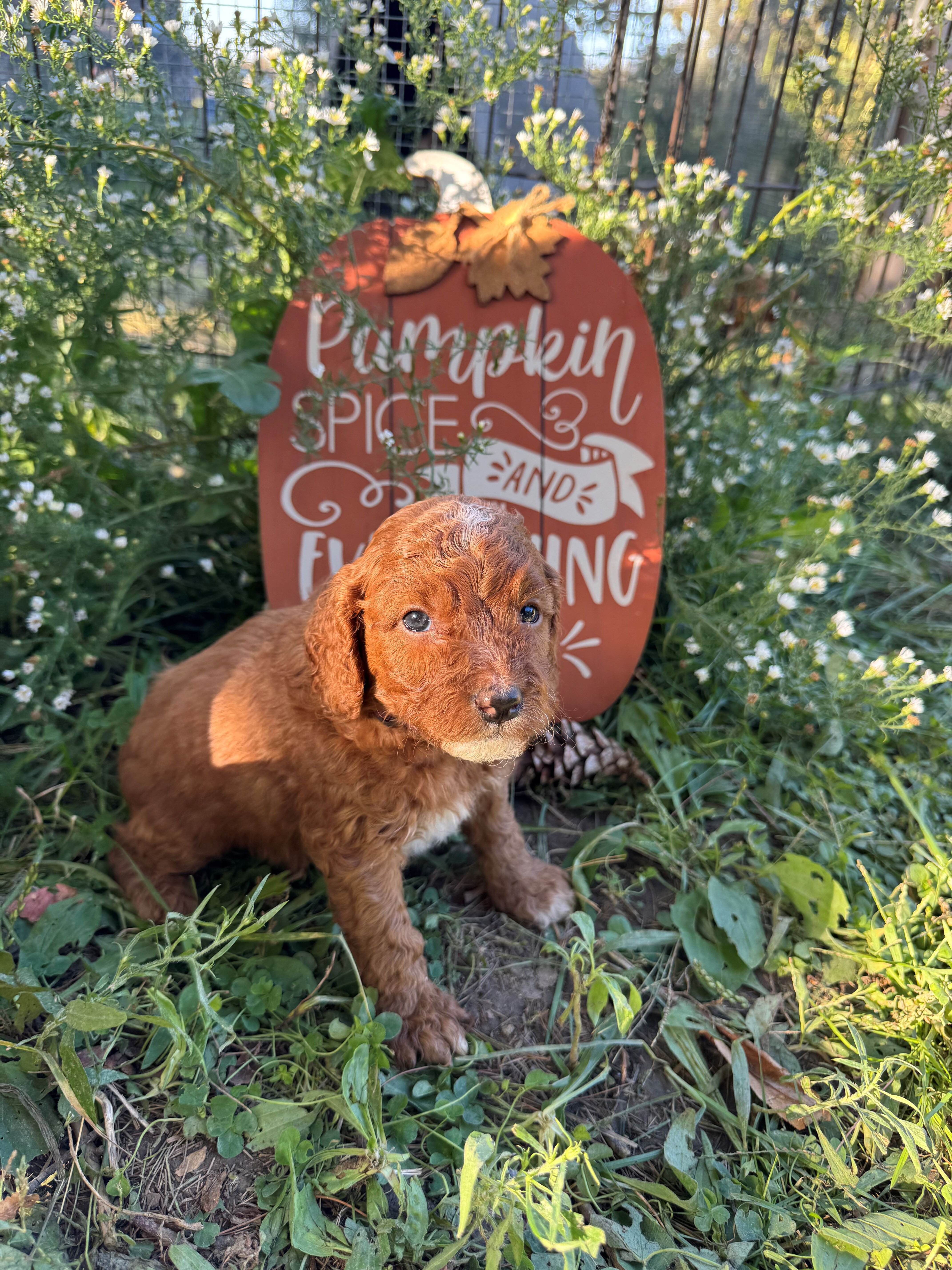 Ka-Mocha Female Golden Cavadoodle image 2