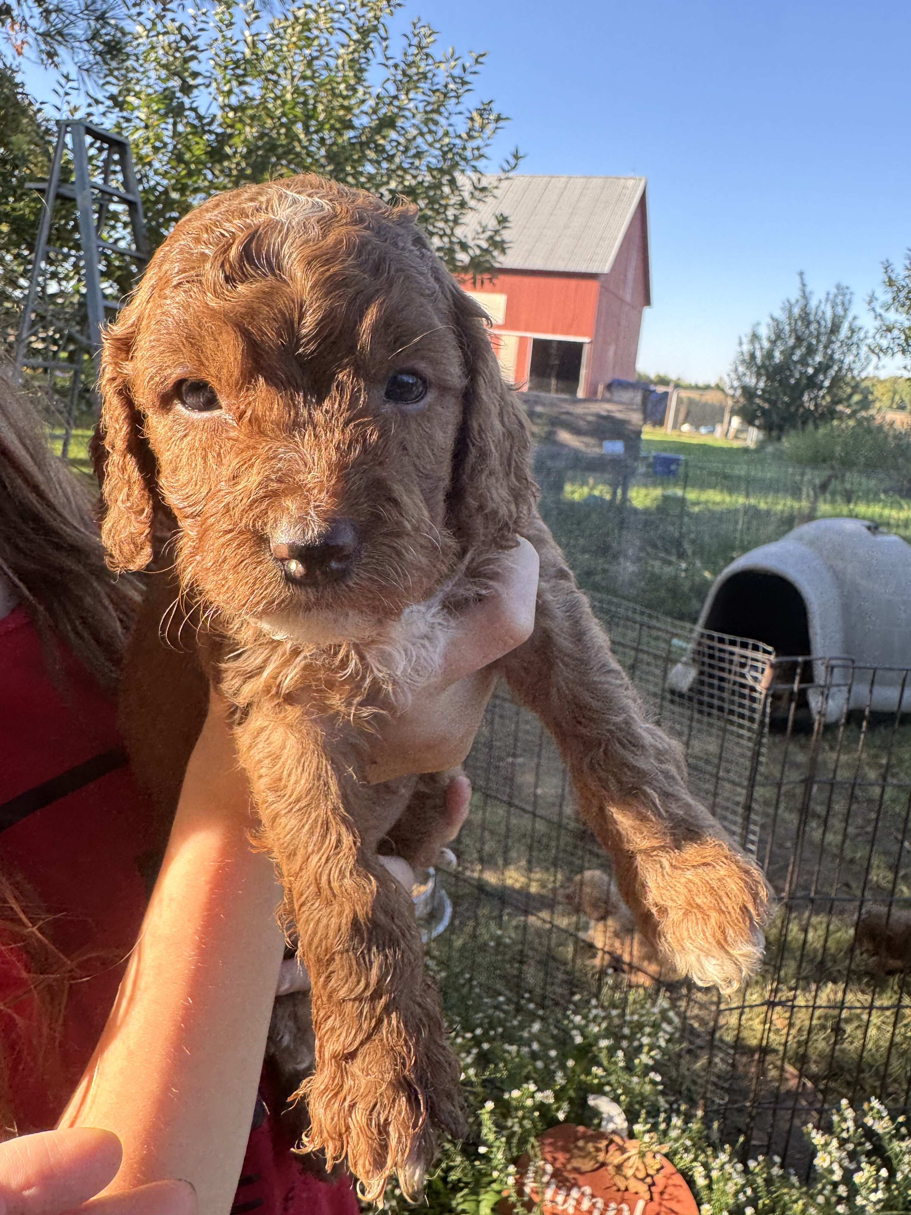 Ka-Mocha Female Golden Cavadoodle image 3