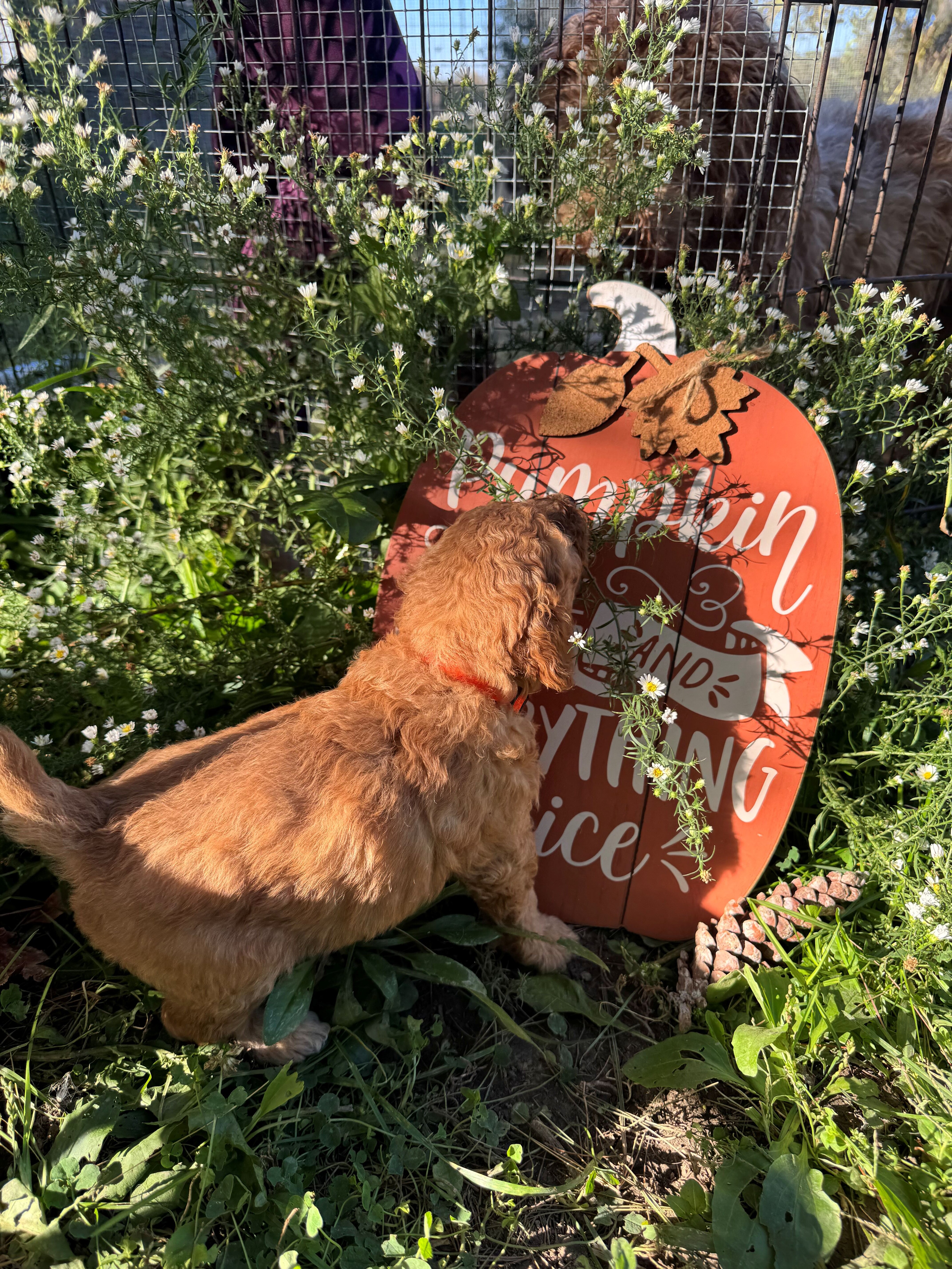 Huggy Bear Male Golden Cavadoodle image 1