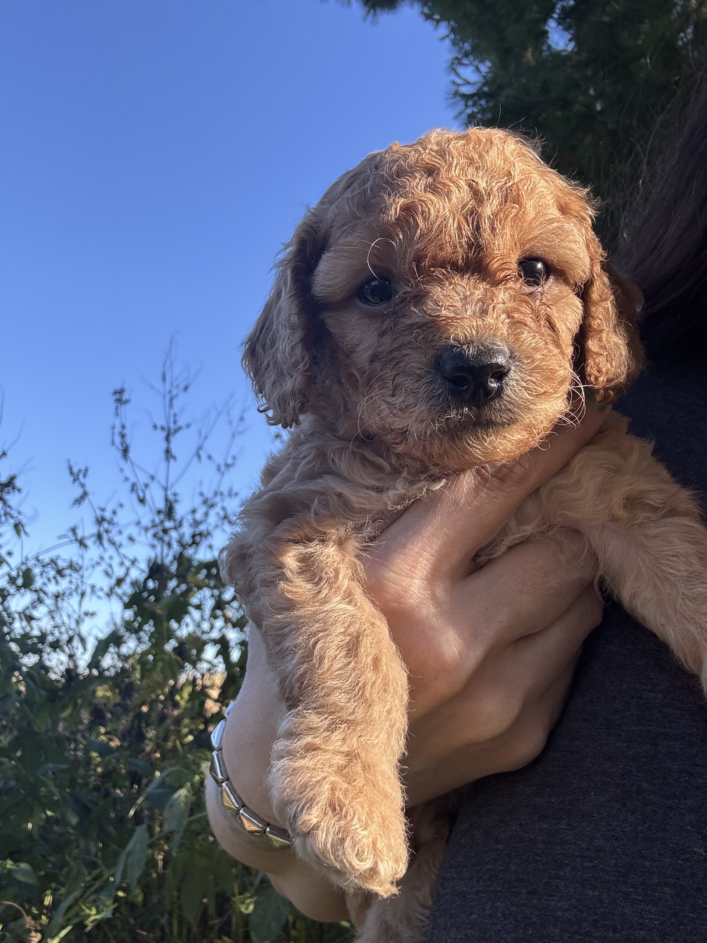 Huggy Bear Male Golden Cavadoodle image 4