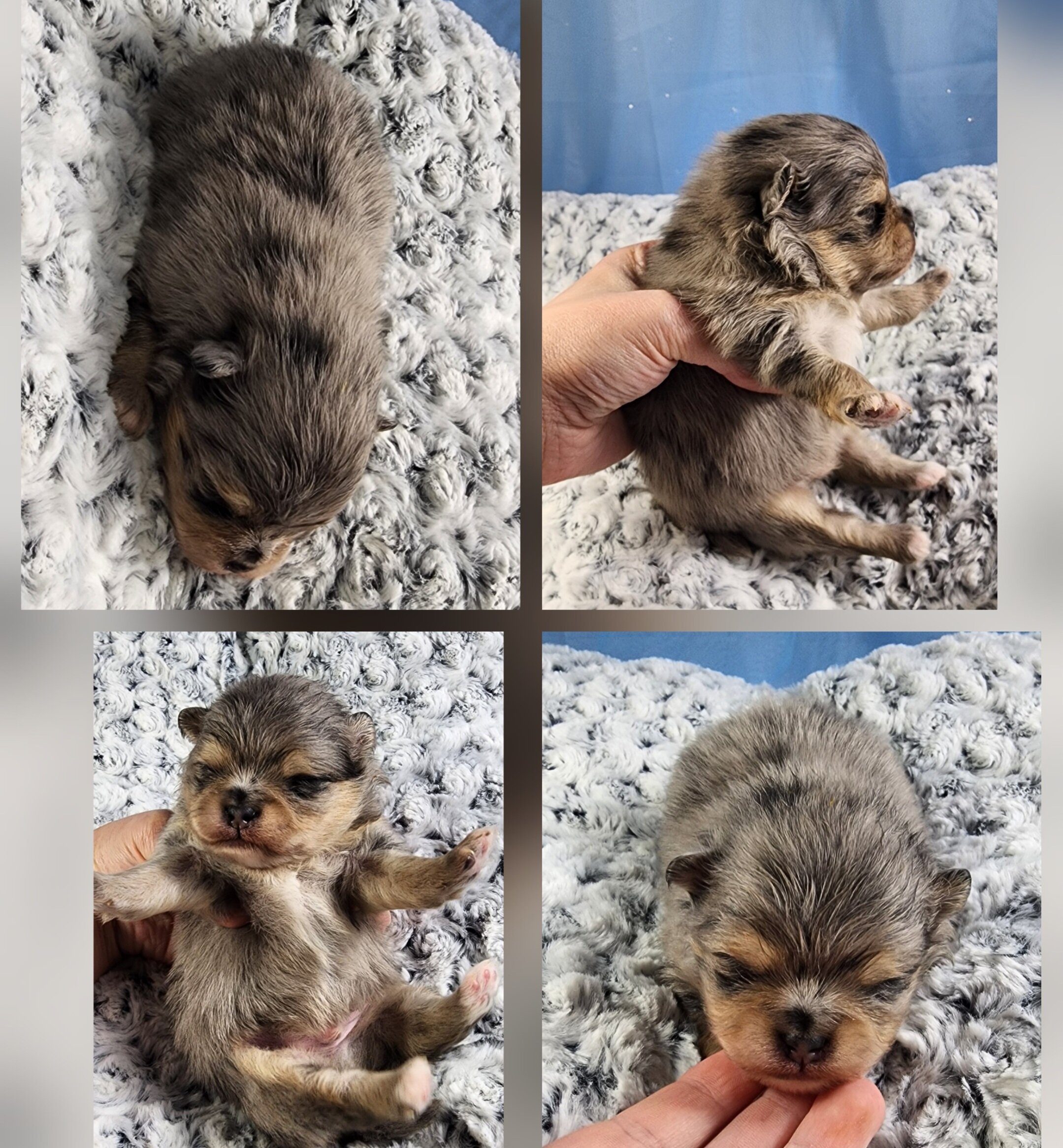 Pomeranian image 3
