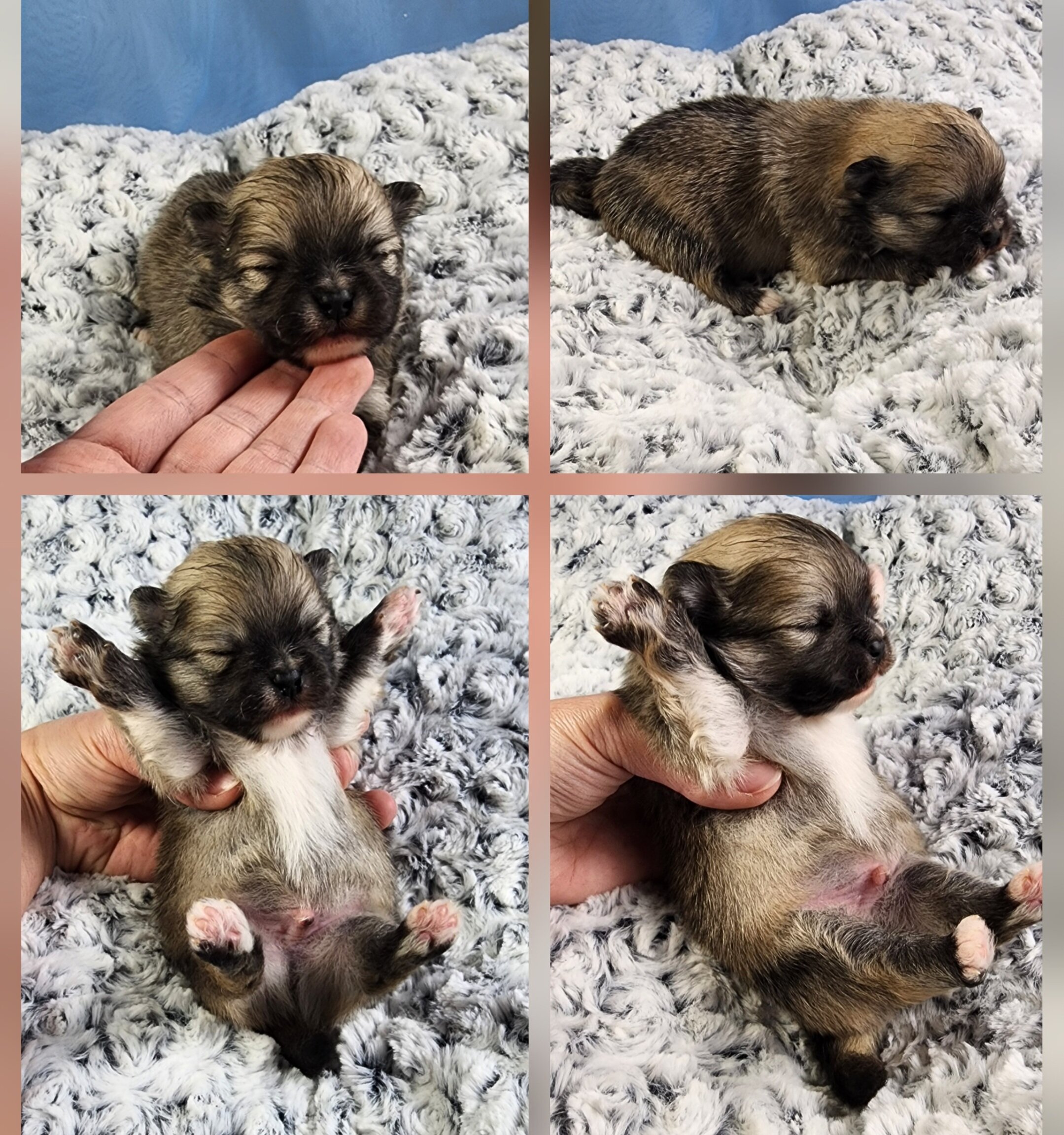 Pomeranian image 1