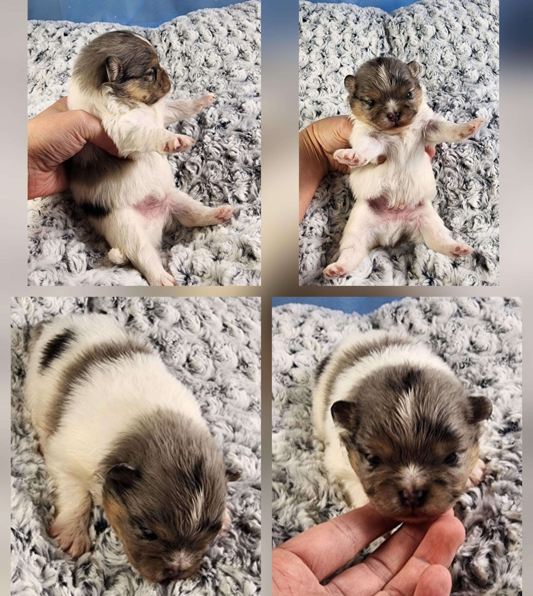 Pomeranian image 2