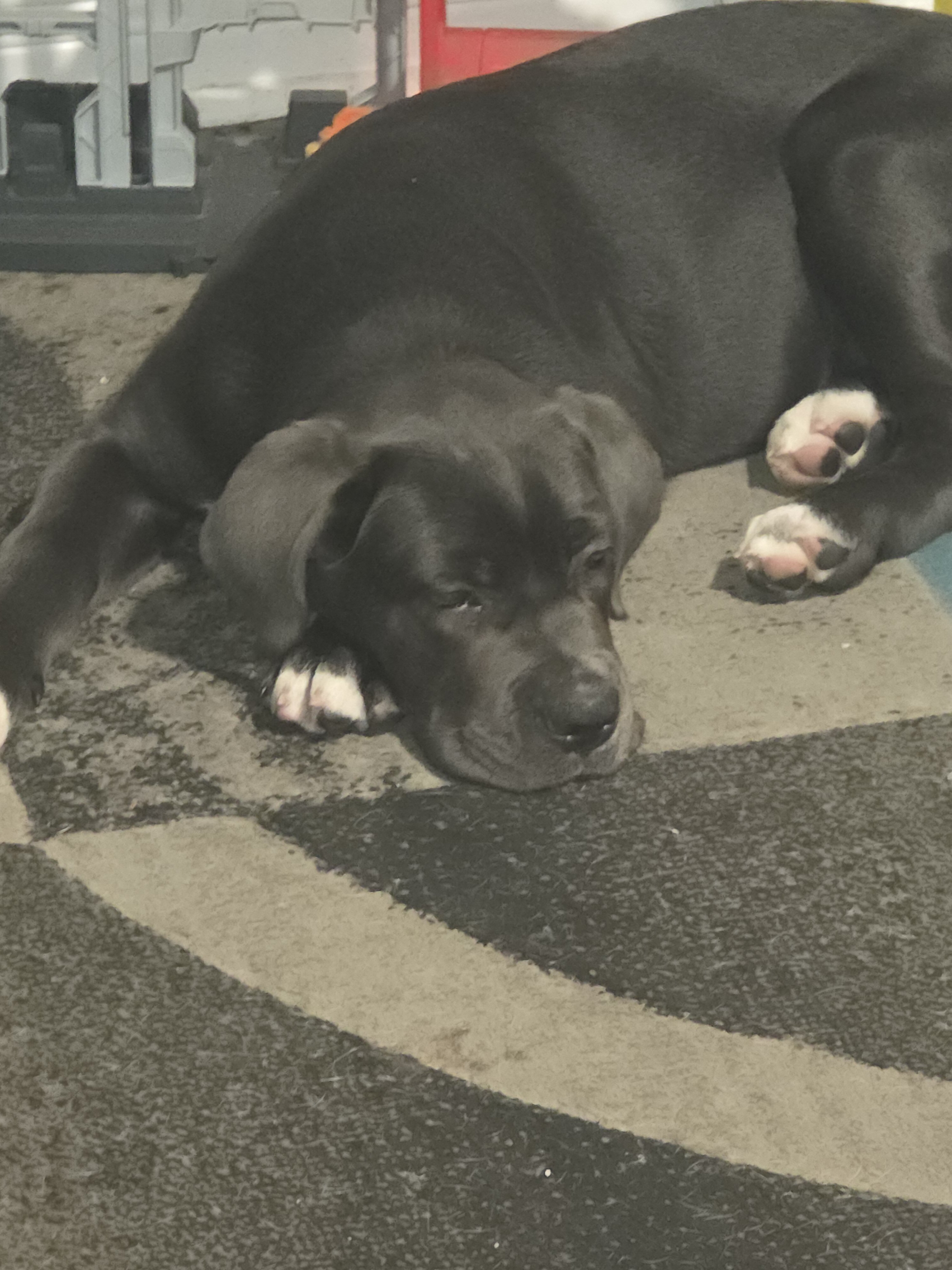 Cane corso pups image 1
