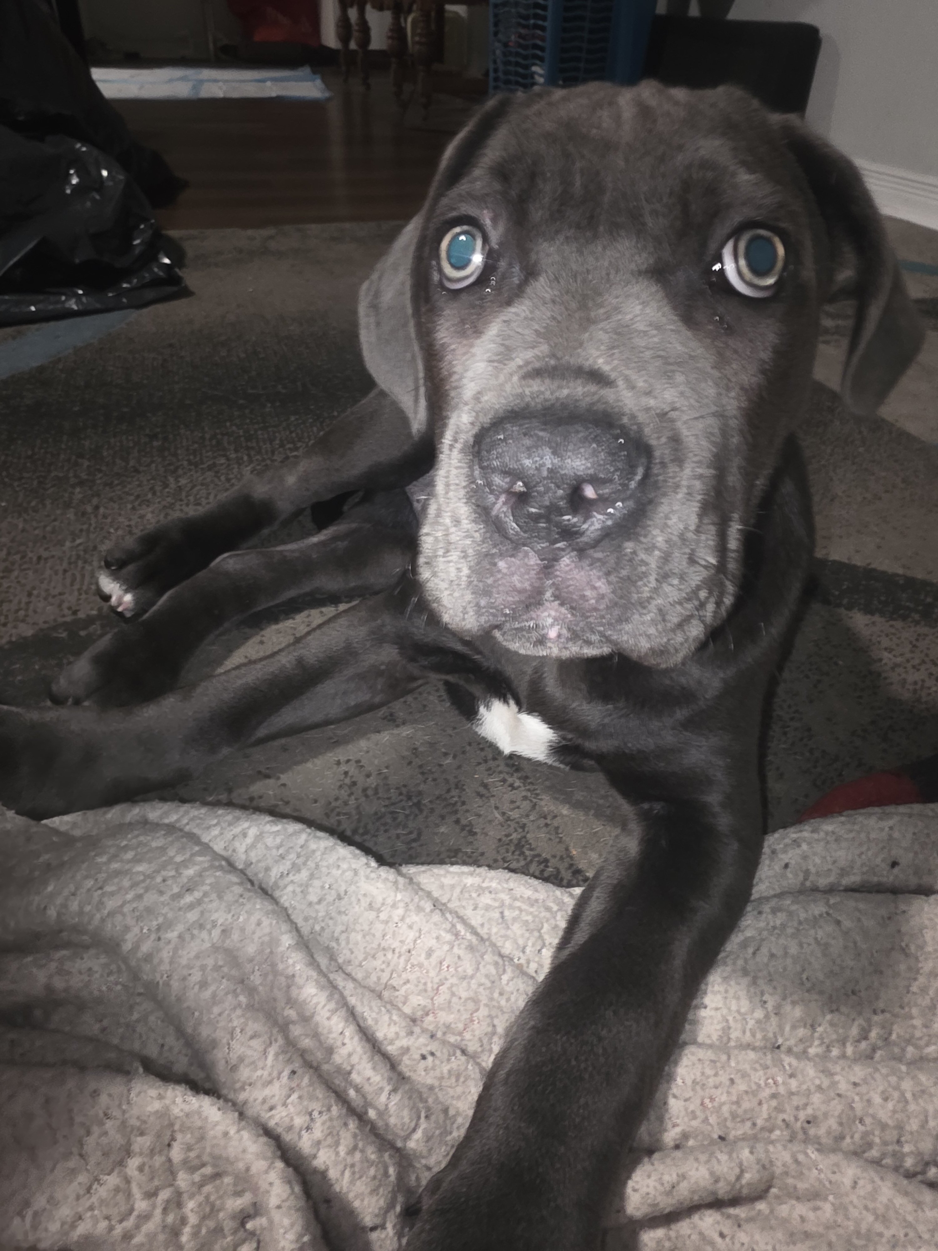 Cane corso pups image 2