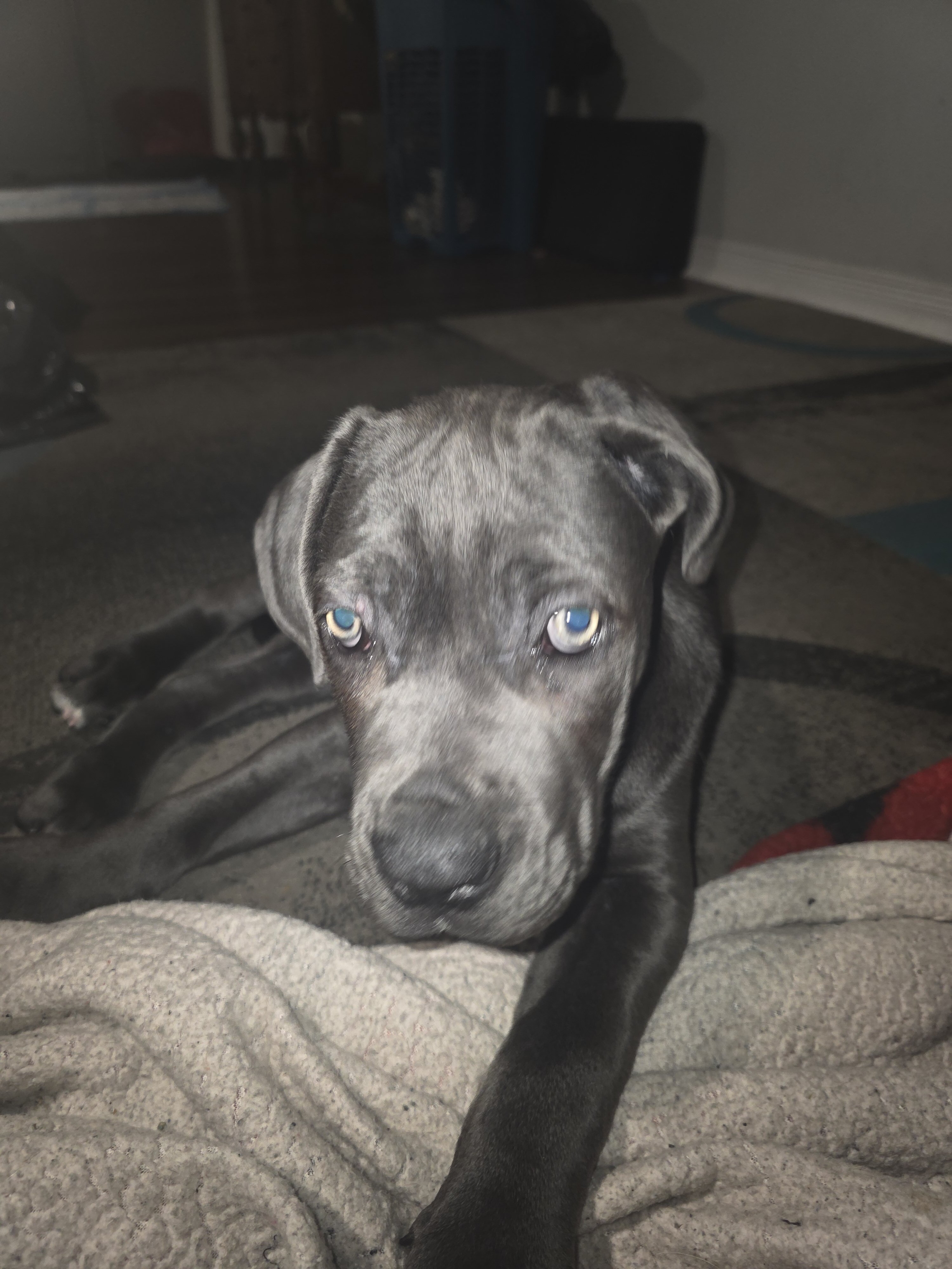 Cane corso pups image 3