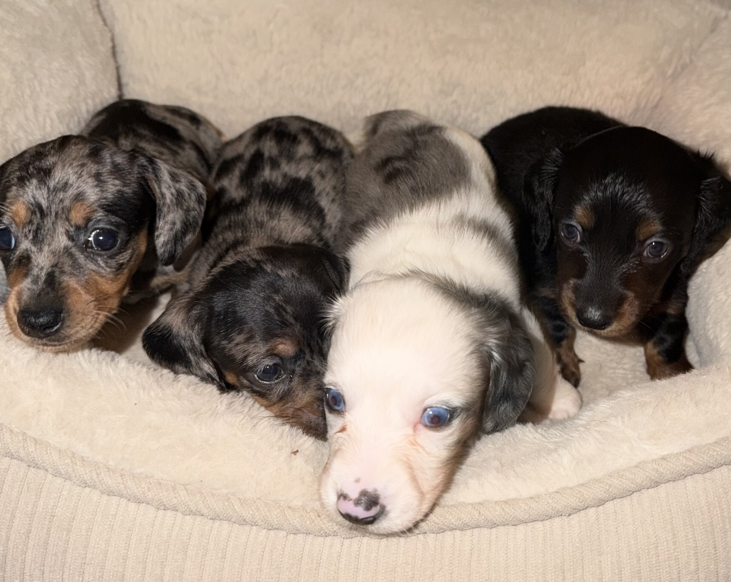 Dachshund puppies, ready to go to forever home image 1