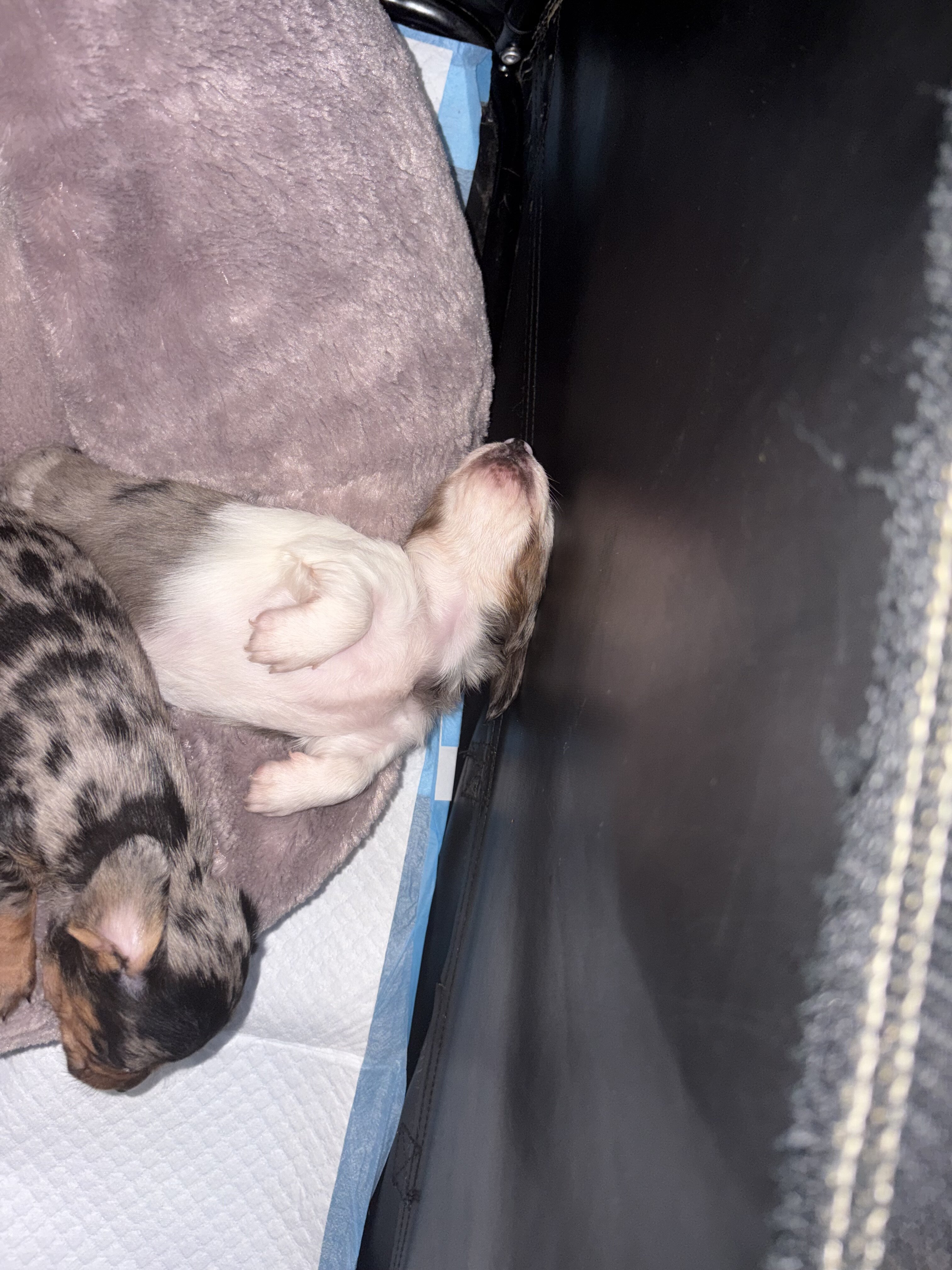 Dachshund puppies, ready to go to forever home image 2