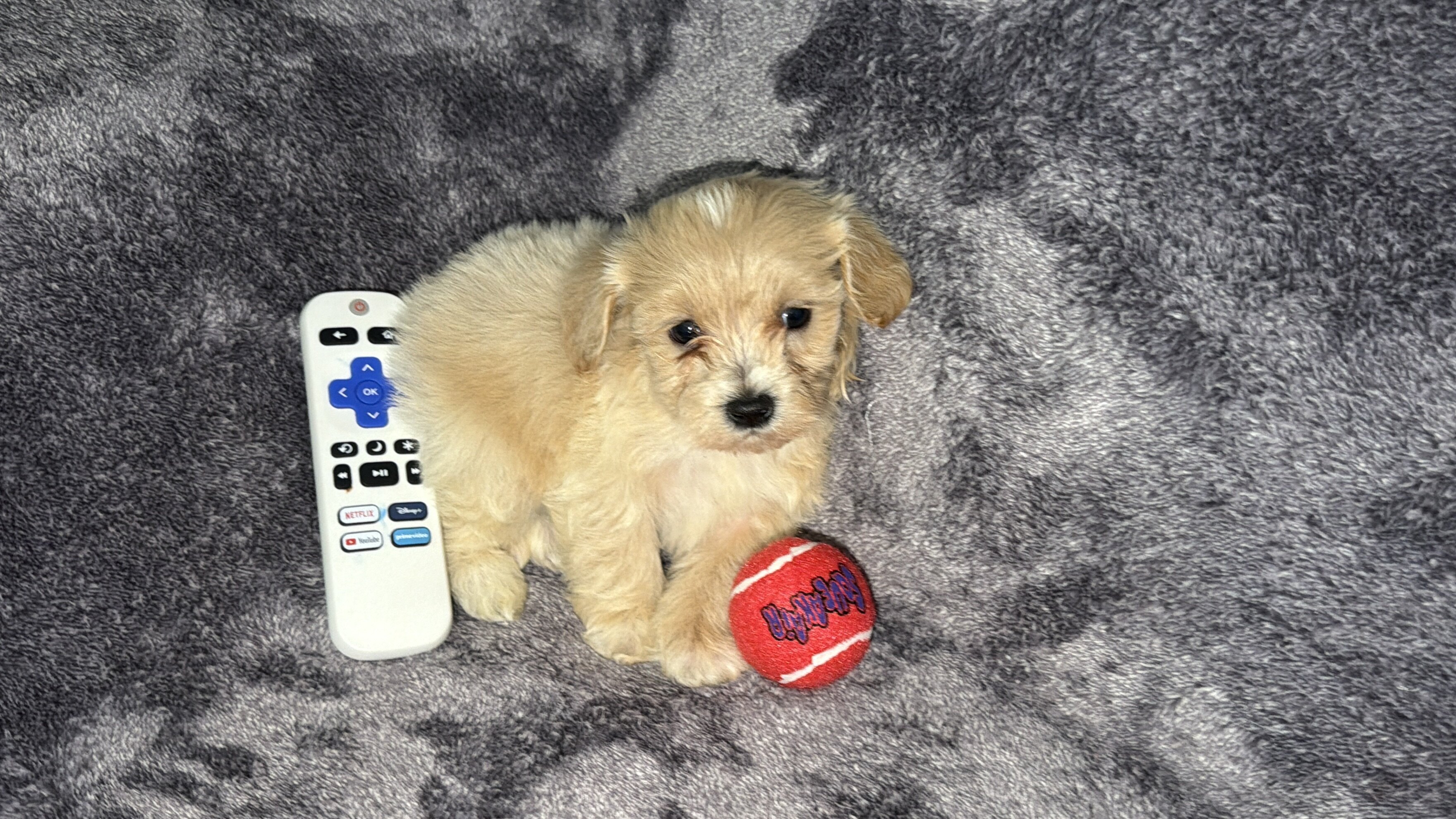 Maltipoo (Maltese/Toy Poodle) image 10