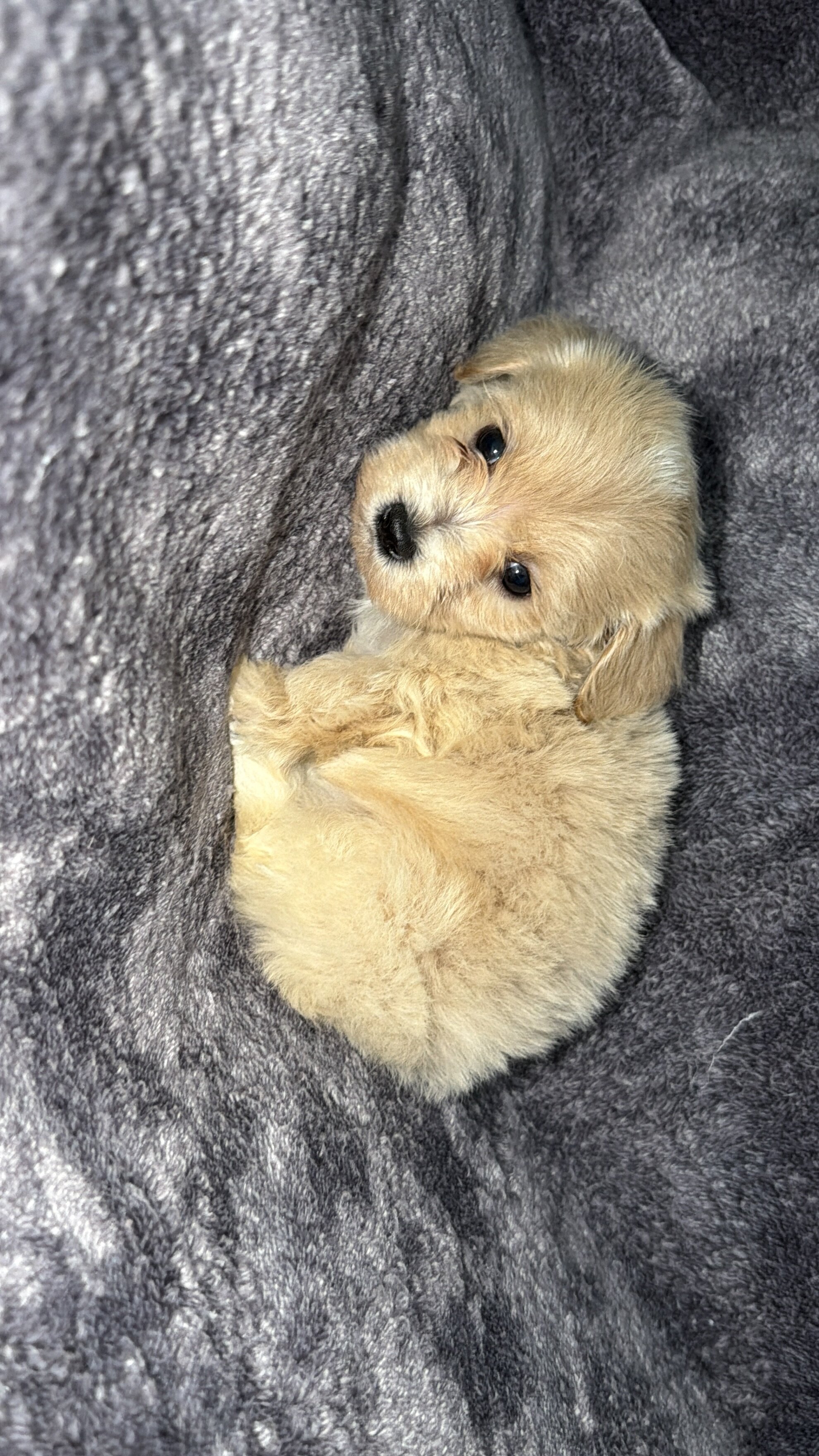 Maltipoo (Maltese/Toy Poodle) image 9