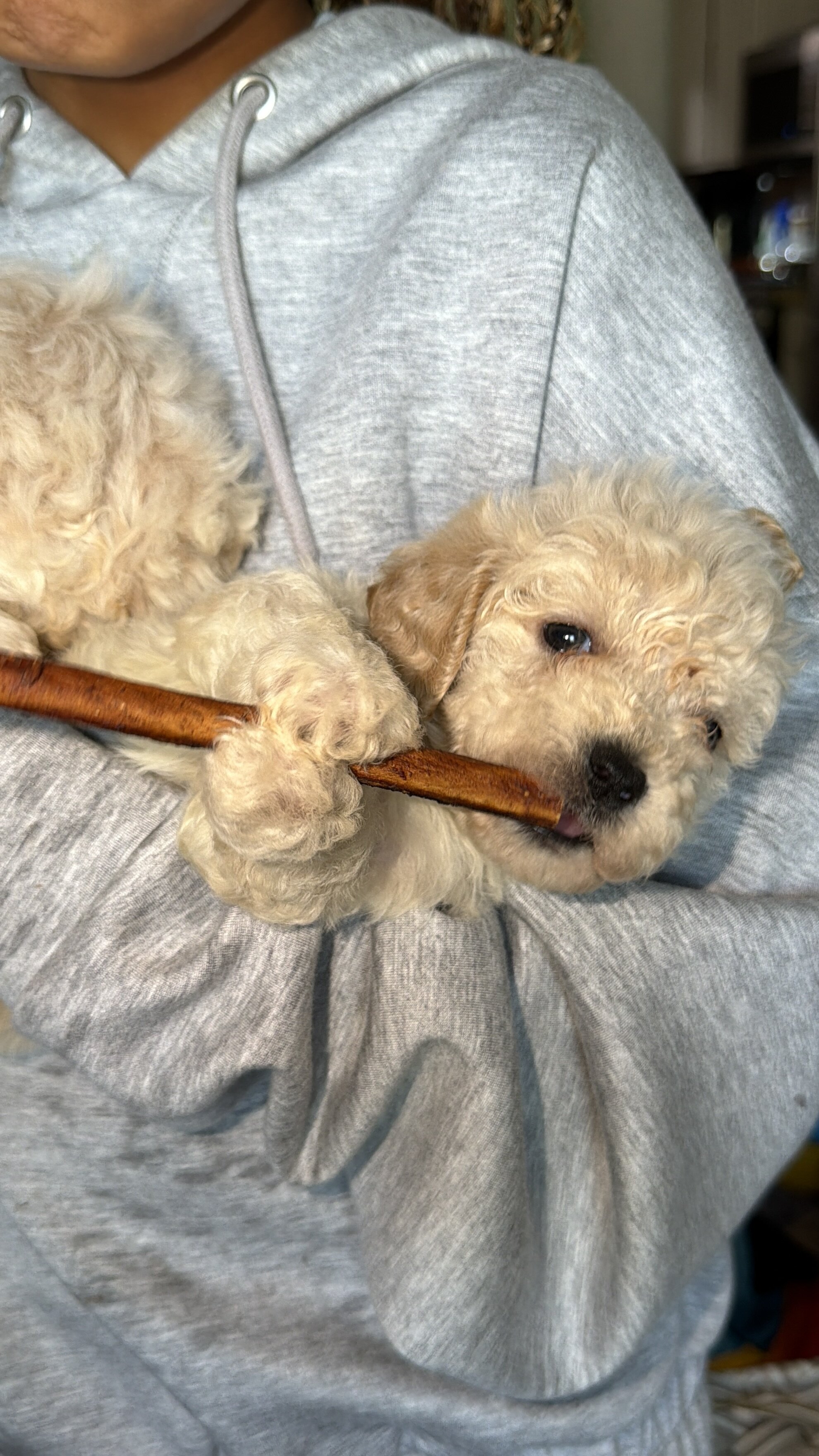 Maltipoo (Maltese/Toy Poodle) image 8