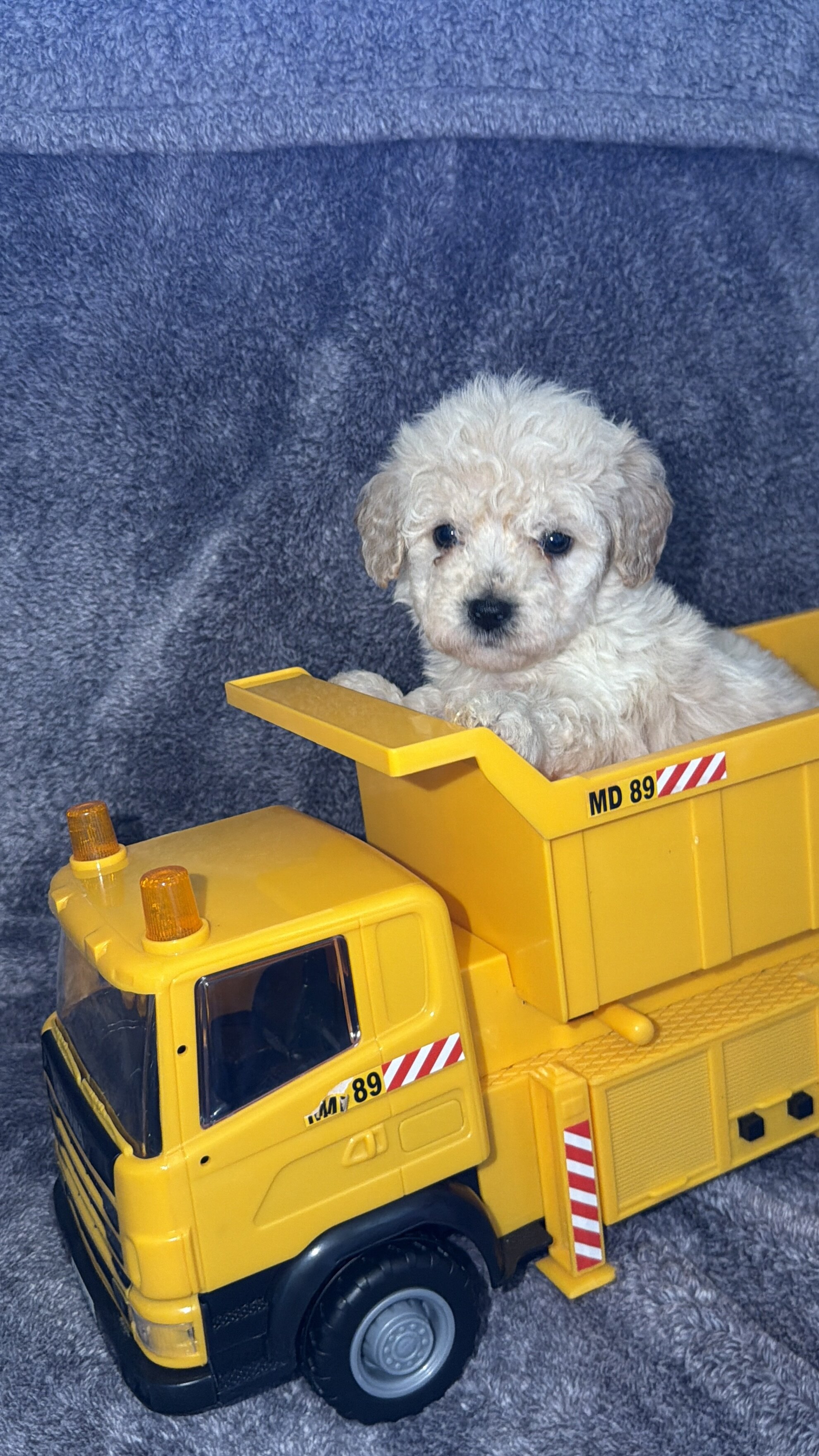 Maltipoo (Maltese/Toy Poodle) image 7