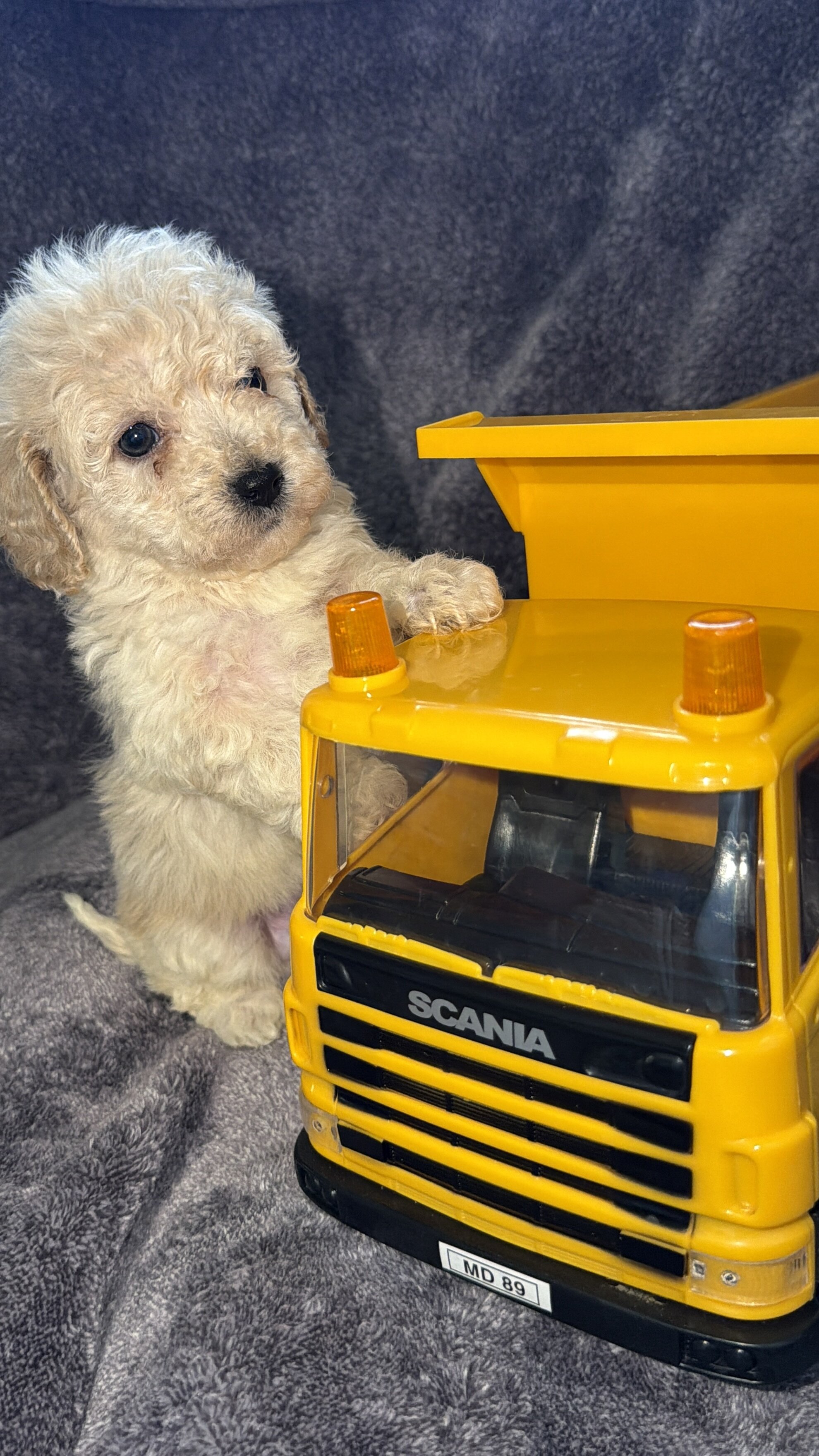 Maltipoo (Maltese/Toy Poodle) image 6