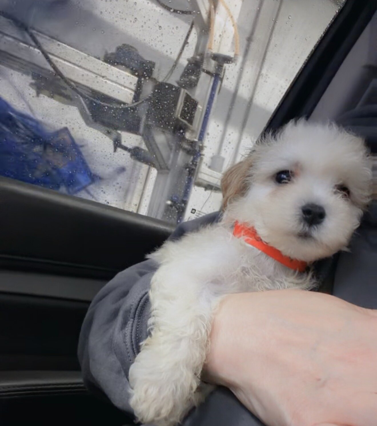 Maltipoo (Maltese/Toy Poodle) image 5
