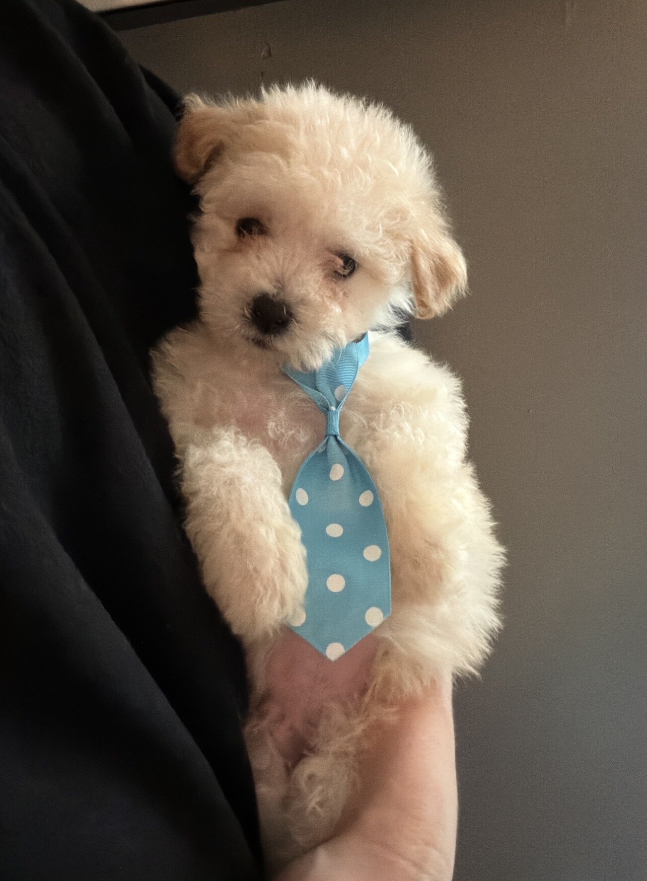 Maltipoo (Maltese/Toy Poodle) image 1