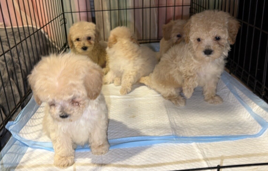 Maltipoo (Maltese/Toy Poodle) image 4