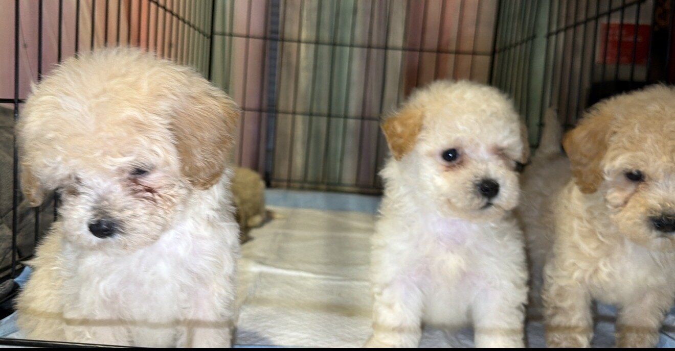 Maltipoo (Maltese/Toy Poodle) image 3
