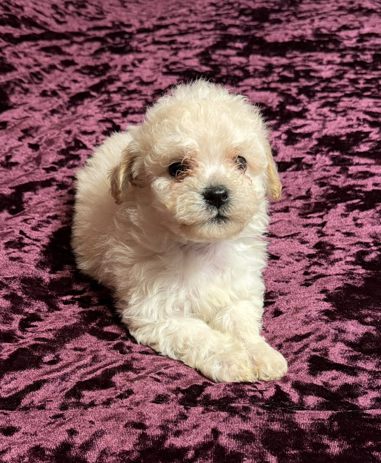 Maltipoo (Maltese/Toy Poodle) image 2