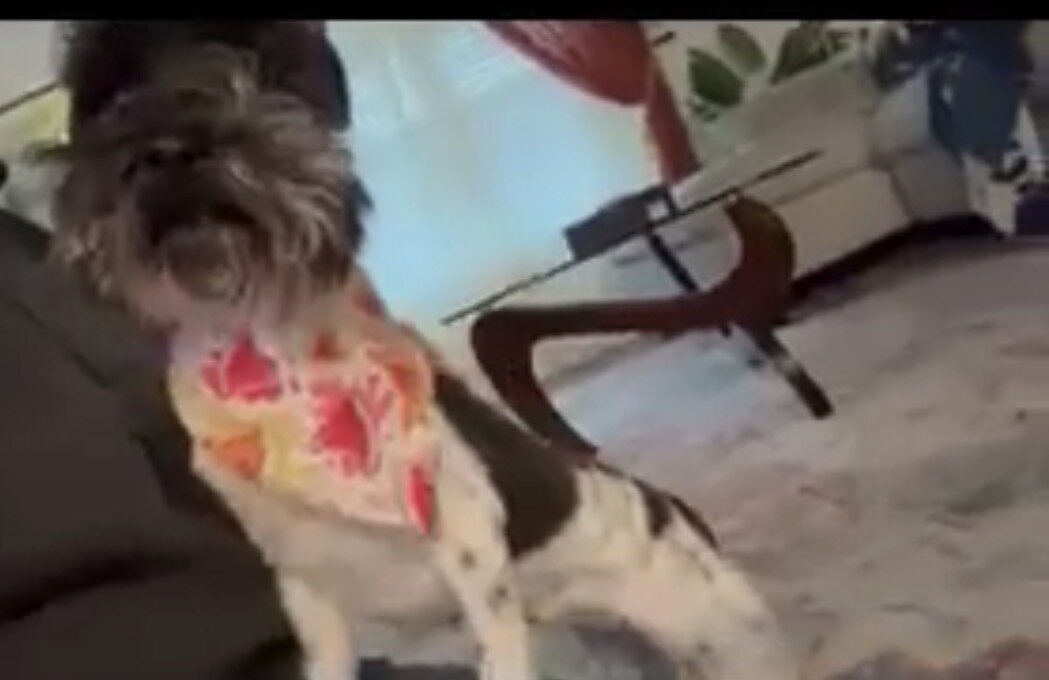 Miniature schnauzer (Zuri) image 1