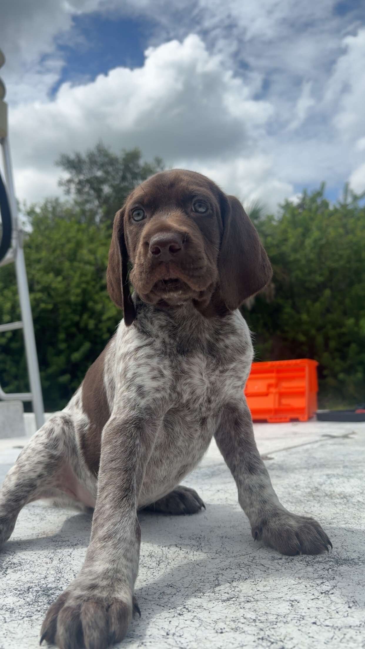 German short hair pointer puppies image 2