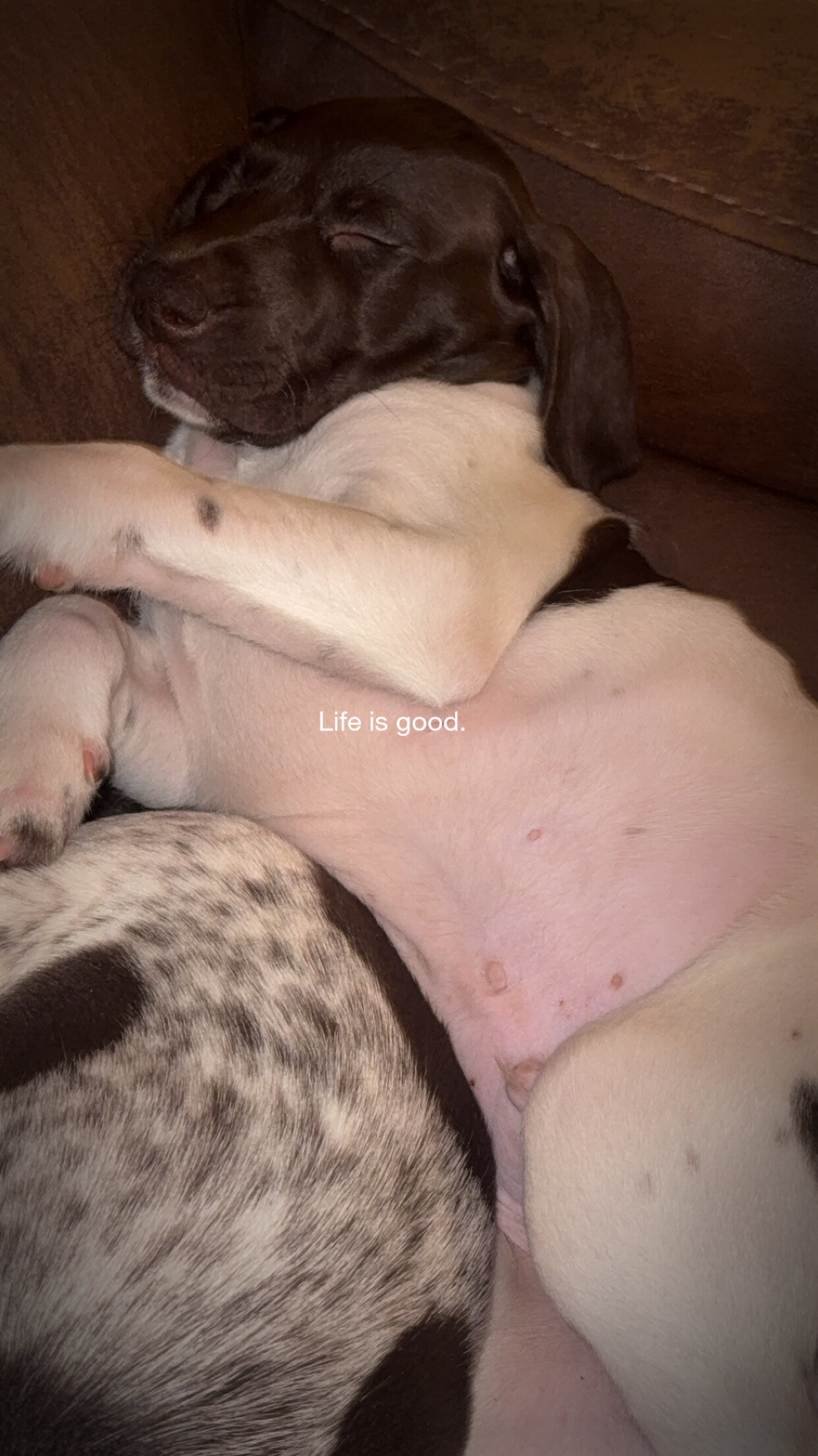 German short hair pointer puppies image 1