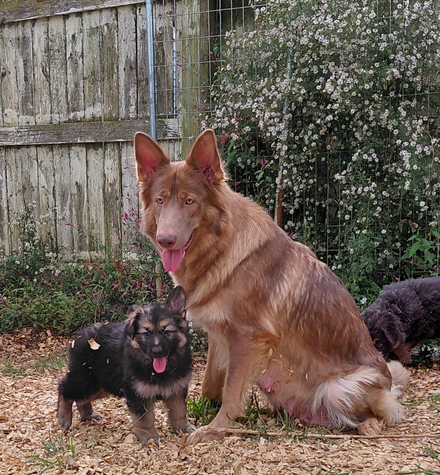 German shepherd puppies image 6
