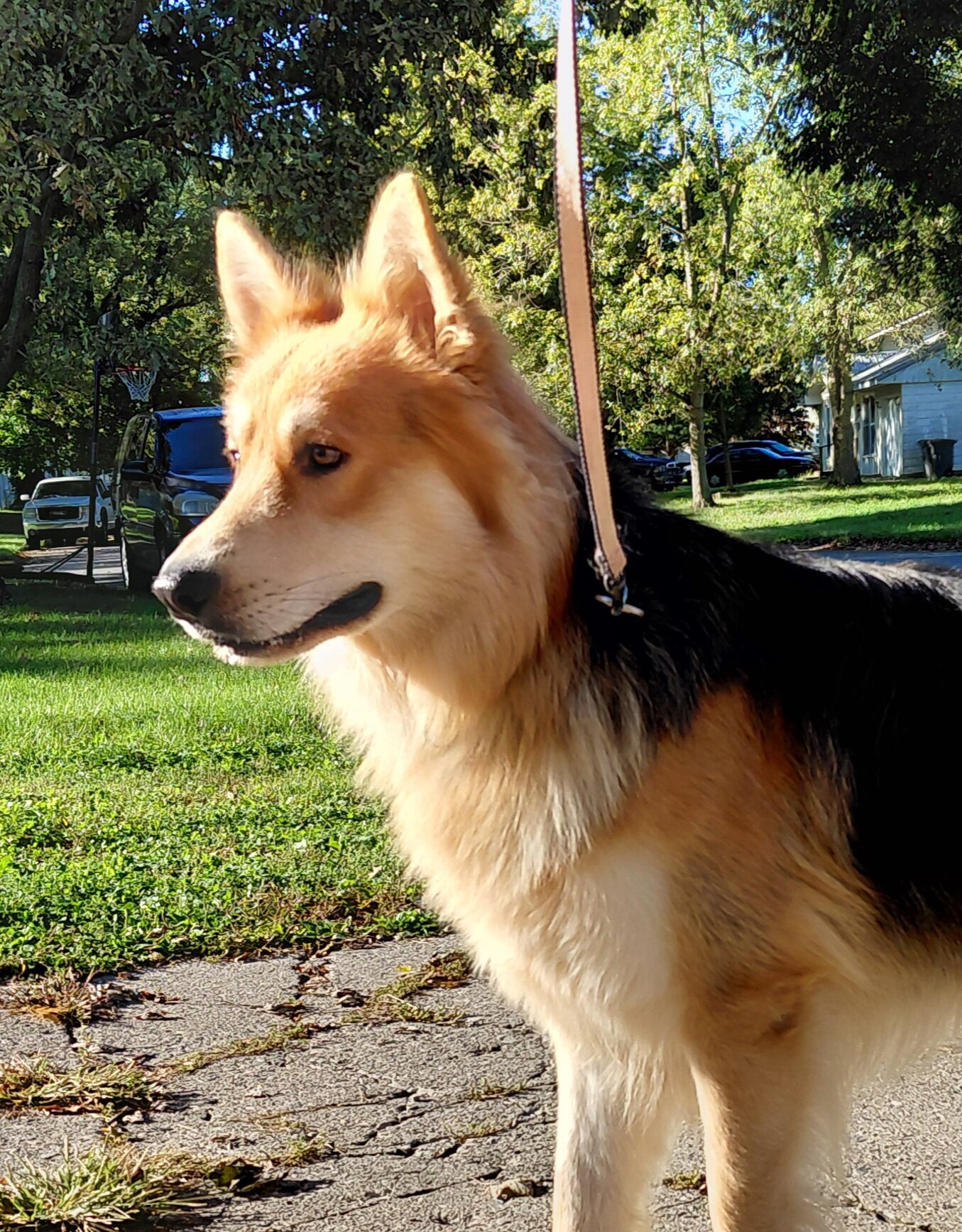 German shepherd puppies image 5