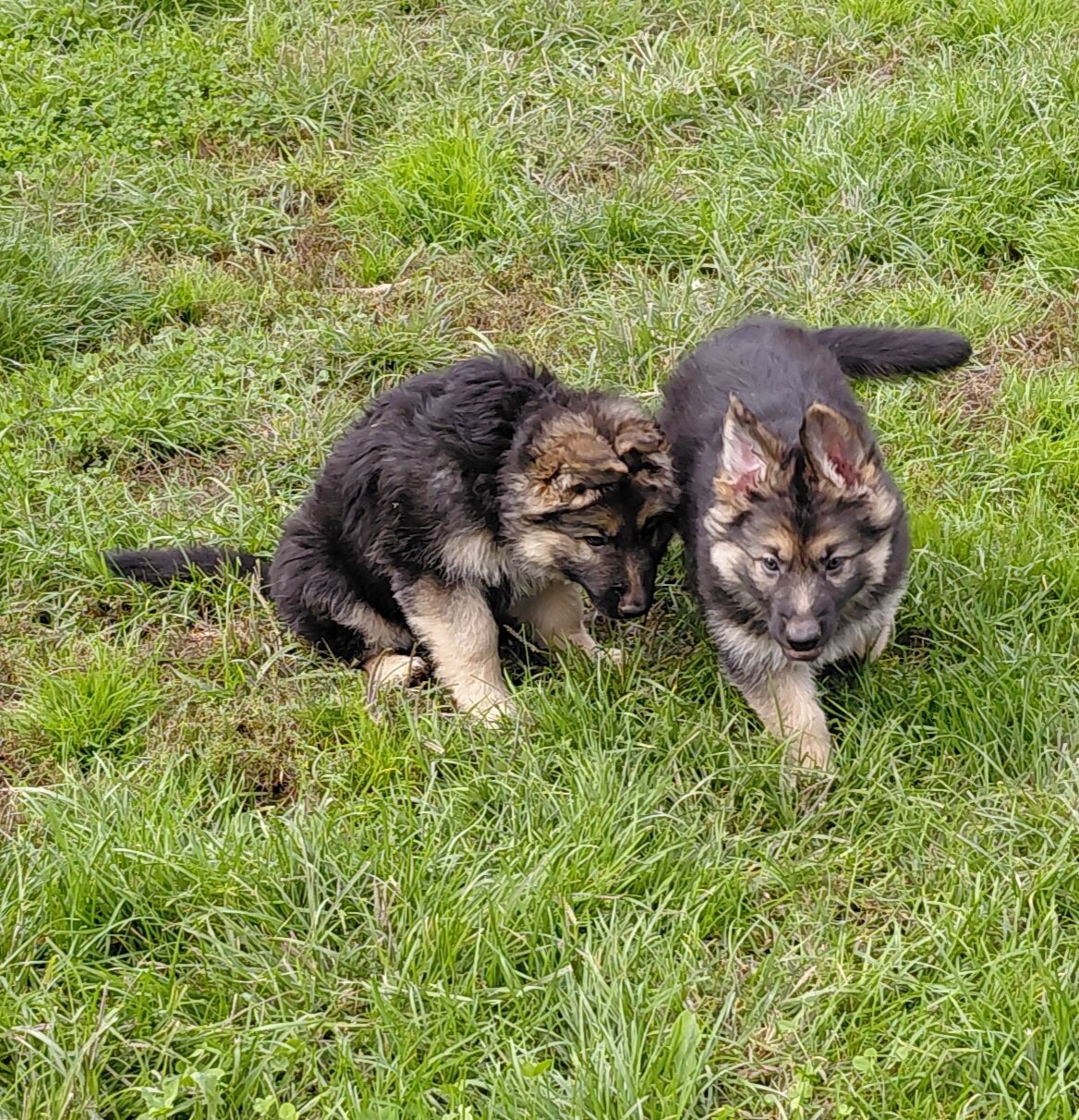 German shepherd puppies image 4
